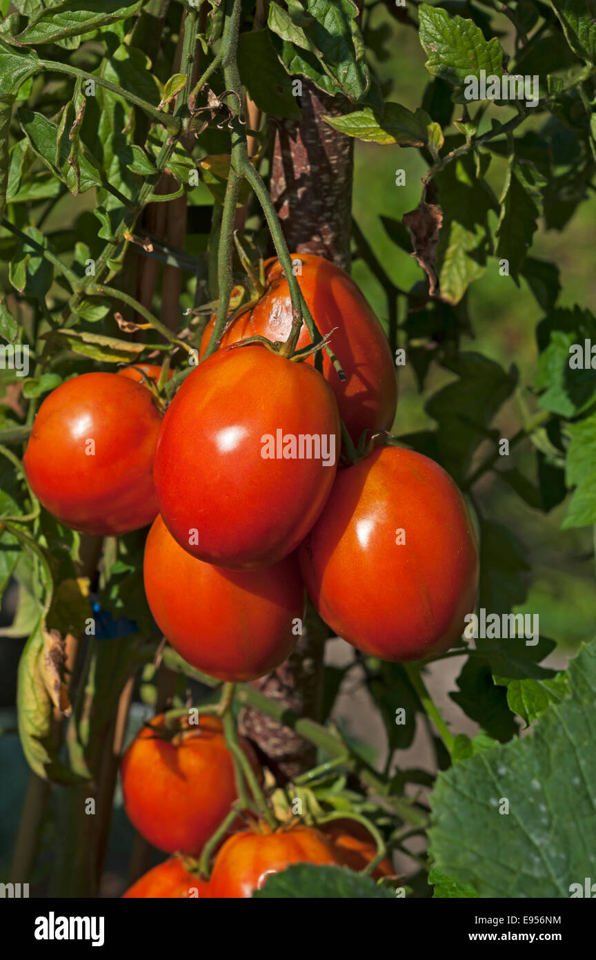 Plum Tomatoes High Resolution Stock Photography and Images Alamy