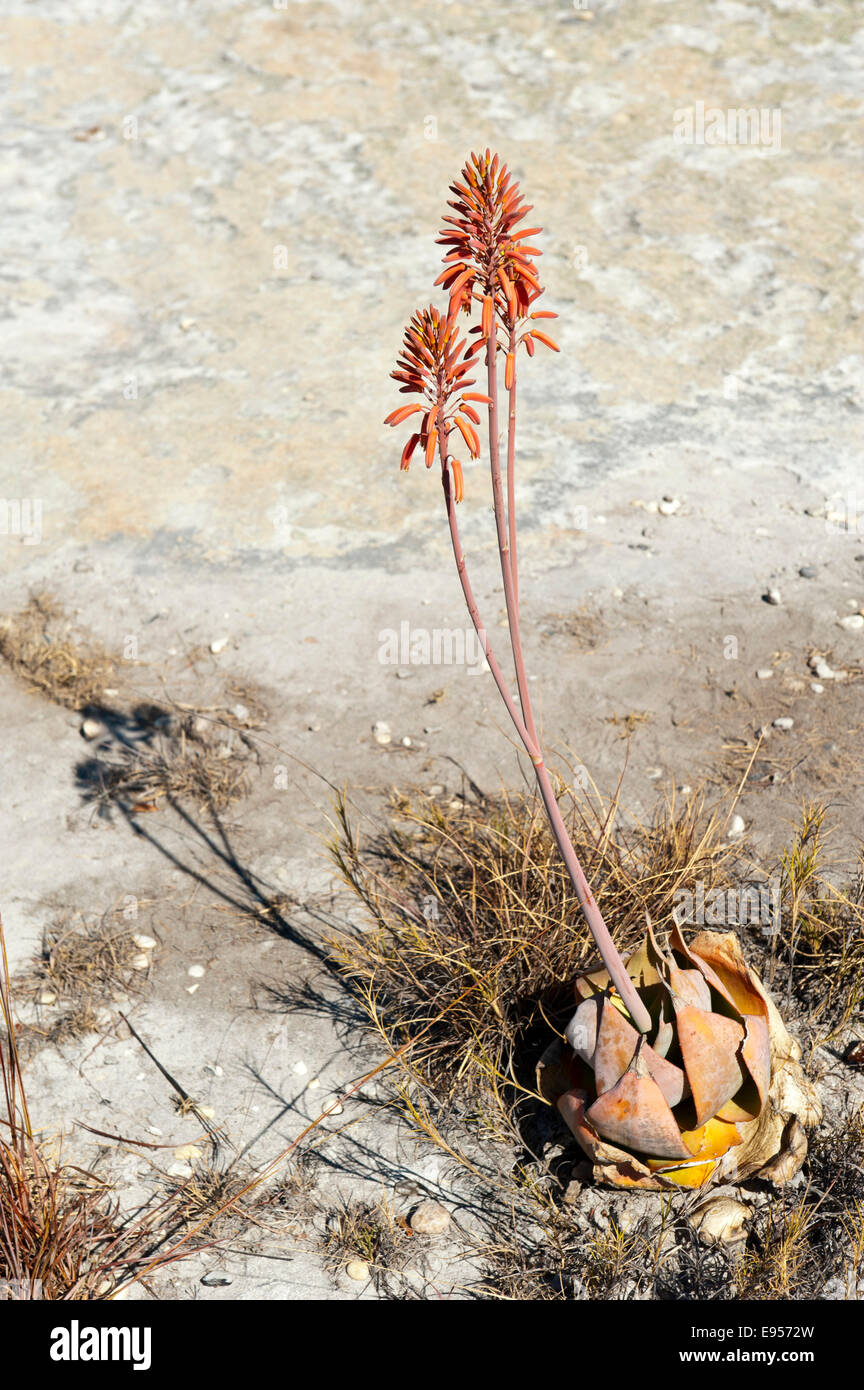 Red flowers (Aloe isaloensis), Isalo National Park, at Ranohira, Madagascar Stock Photo