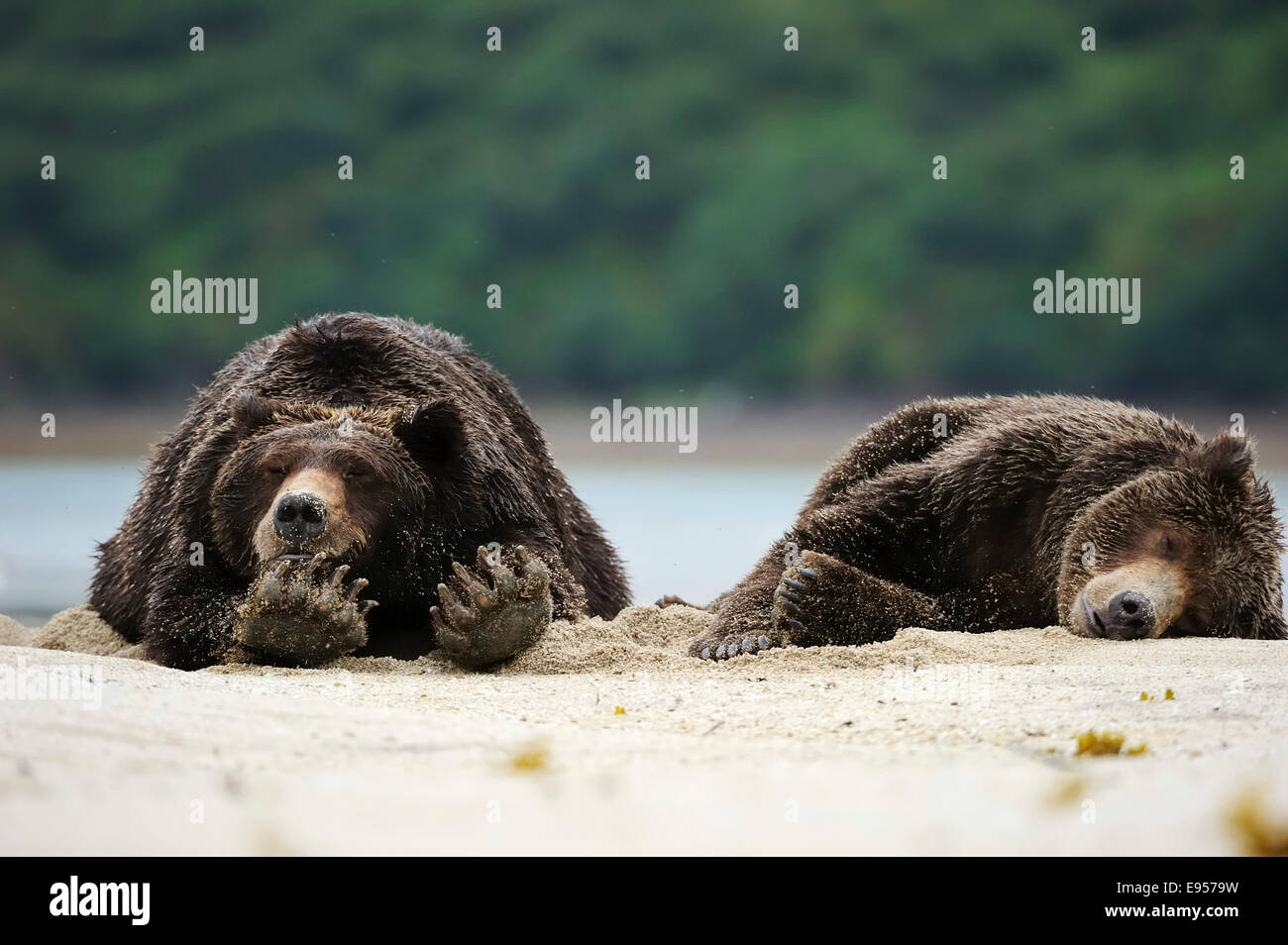 Two bears sleep hires stock photography and images Alamy