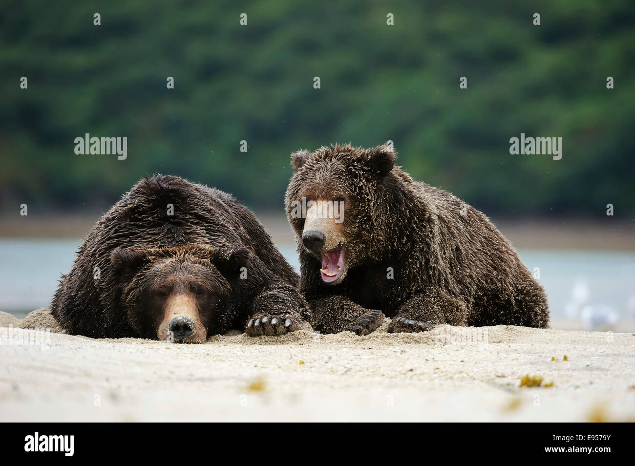 Two Brown Bears (Ursus arctos) dozing next to each other in the sand, Katmai National Park, Alaska Stock Photo