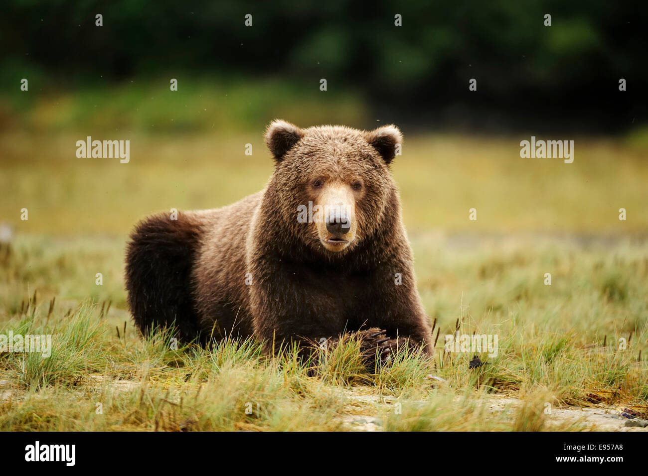 Brown Bear (Ursus arctos) lying in the grass, Katmai National Park, Alaska Stock Photo