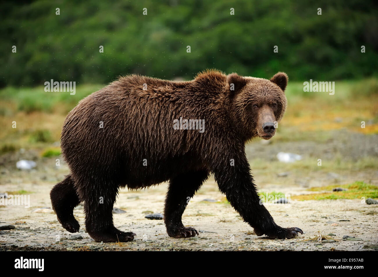 Walking brown bear hi-res stock photography and images - Alamy