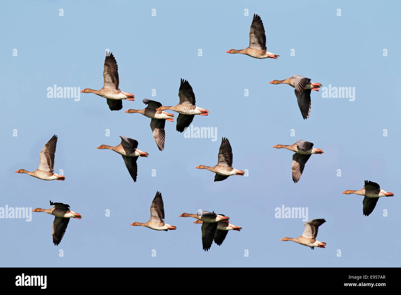 Flying greylag geese (Anser anser), bird migration, fall migration, Western Pomerania Lagoon Area National Park Stock Photo