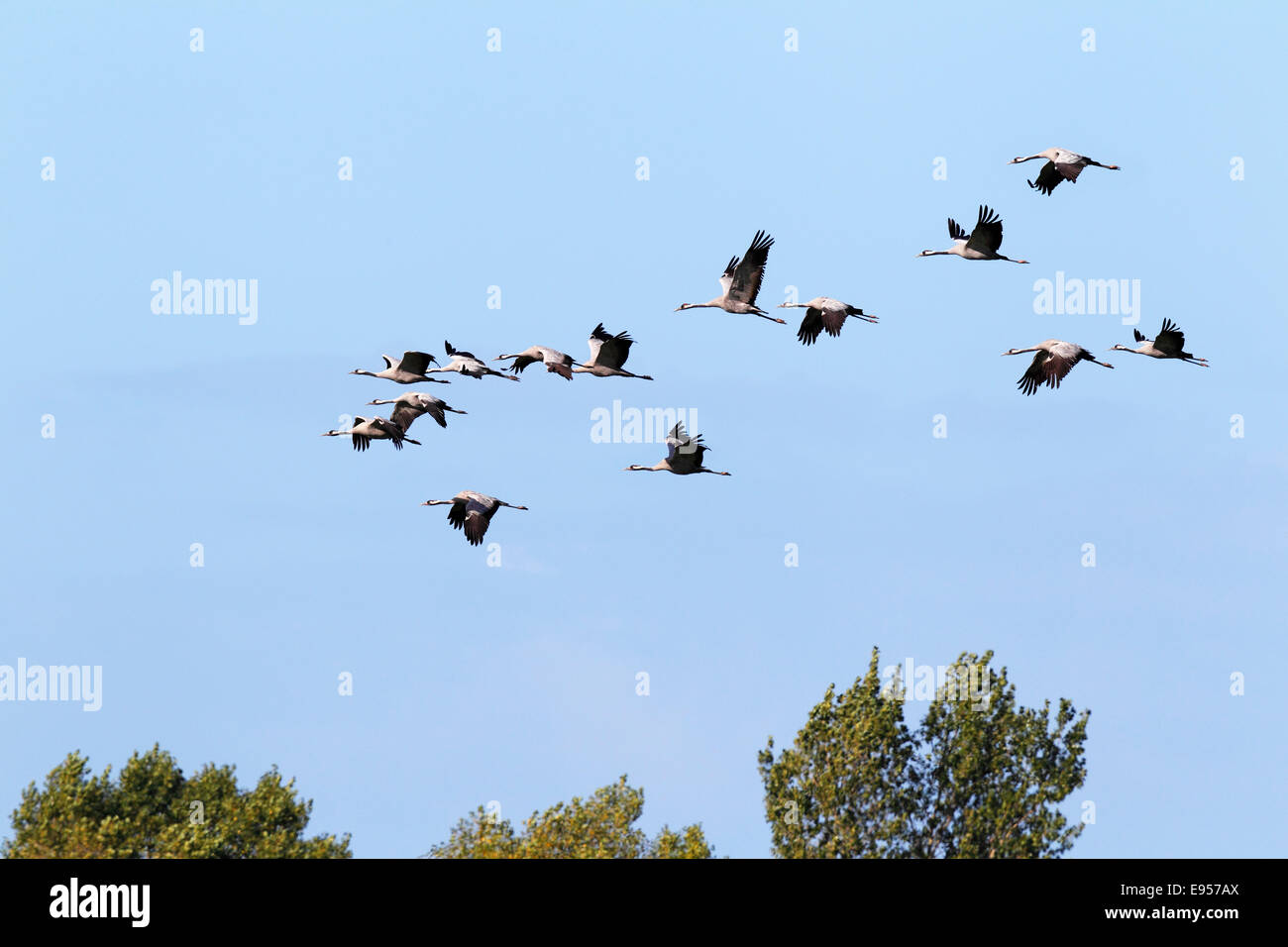 Flying gray cranes (Grus grus), bird migration, Rügen-Bock region, Western Pomerania Lagoon Area National Park Stock Photo