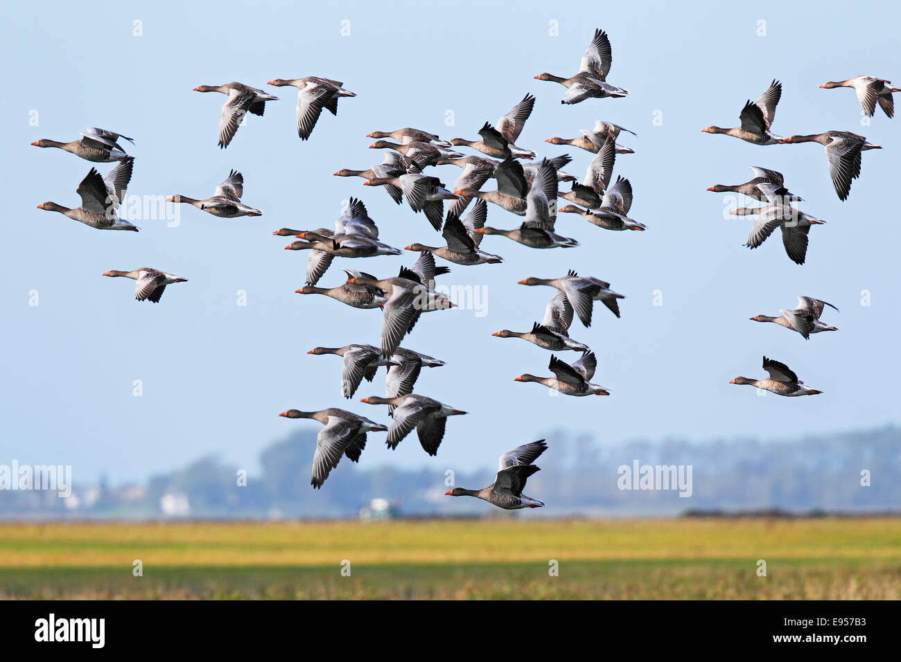 Flying greylag geese (Anser anser), bird migration, fall migration, Mecklenburg-Western Pomerania, Germany Stock Photo