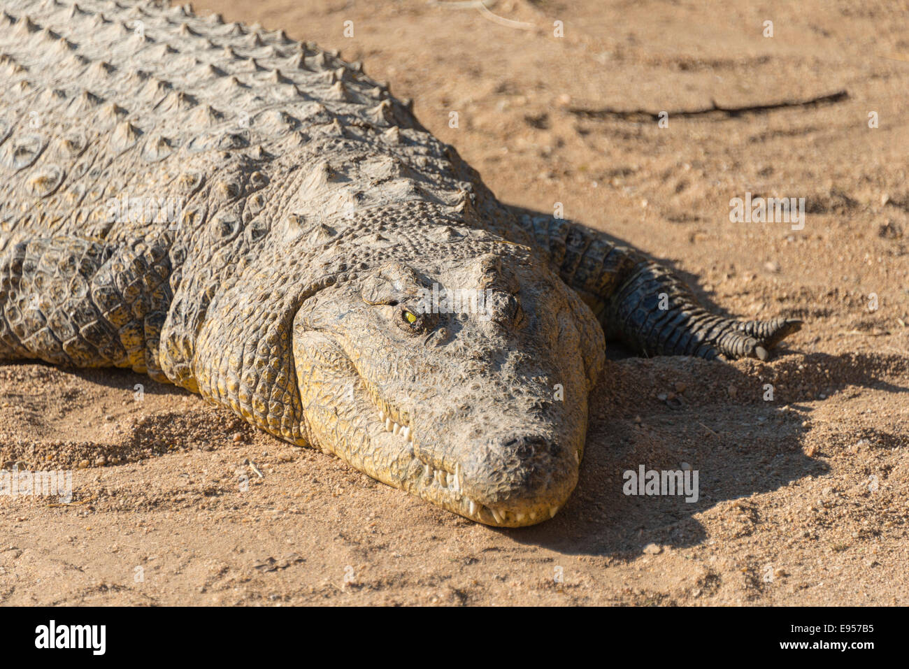 Niloticus crocodile 2024