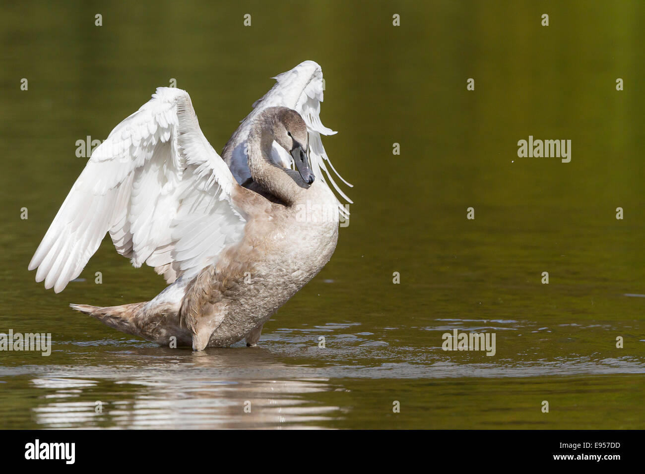 Young Mute Swan (Cygnus olor), spreading its wings, North Hesse, Hesse, Germany Stock Photo