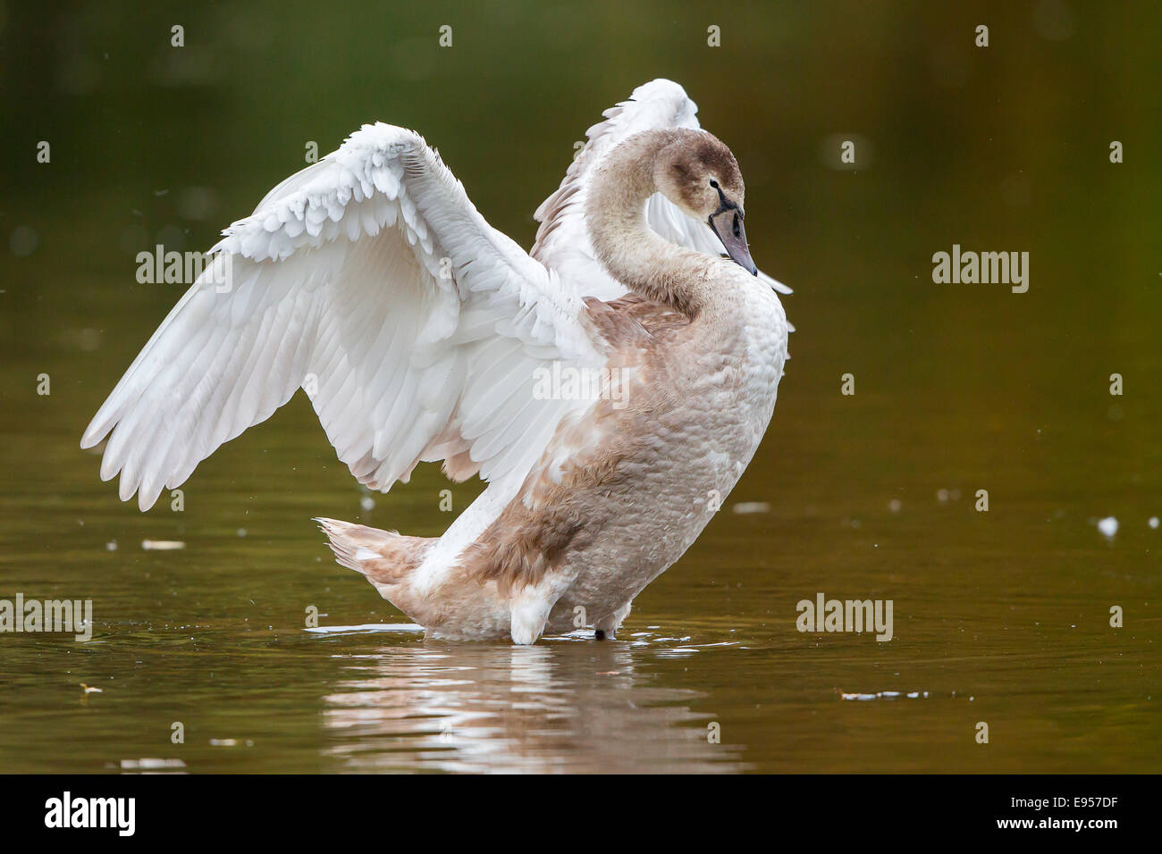 Young Mute Swan (Cygnus olor) standing in water, flapping its wings, North Hesse, Hesse, Germany Stock Photo