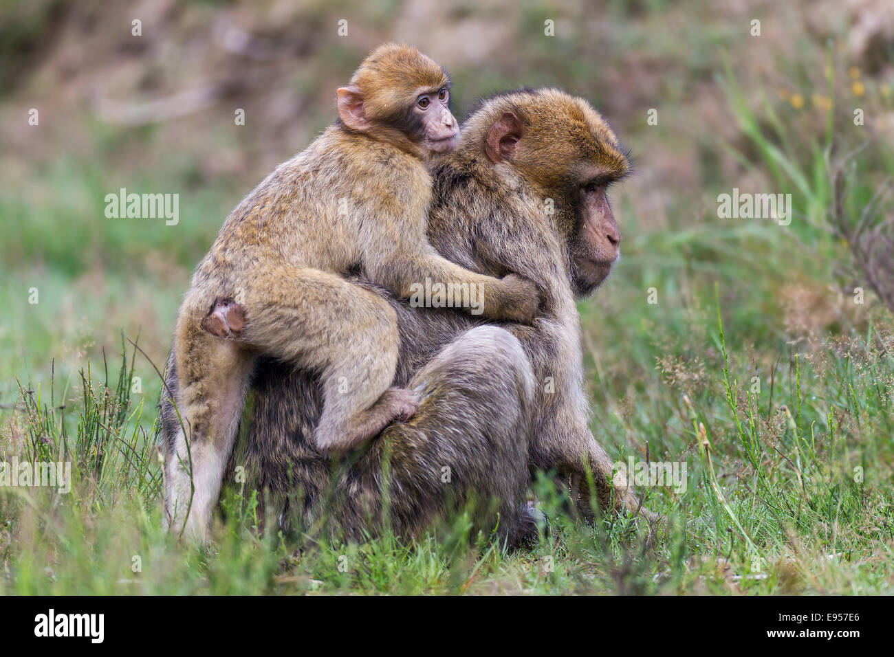 Barbary Macaques (Macaca sylvanus), adult and young, captive, Rhineland-Palatinate, Germany Stock Photo