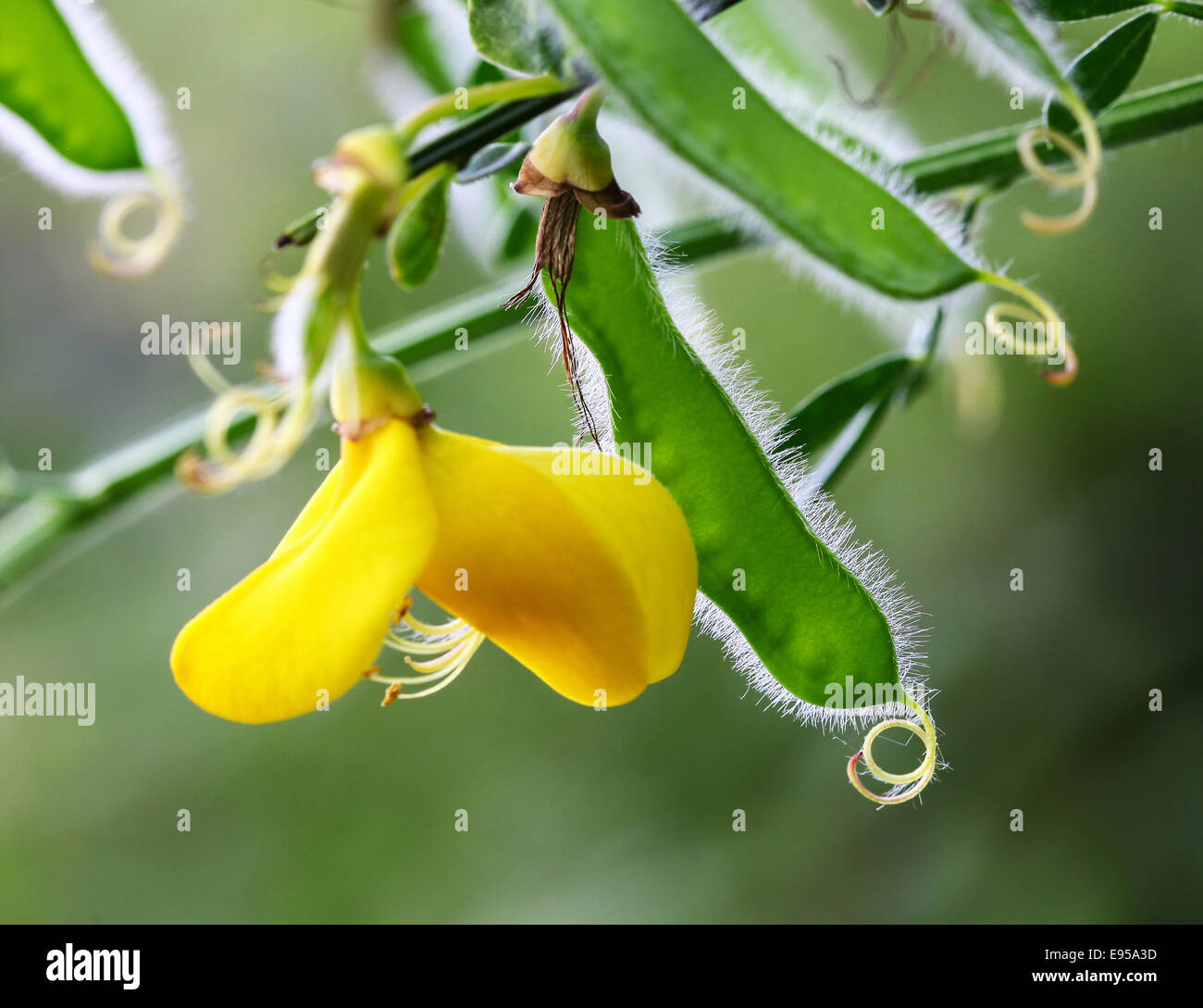 A close up shot of a Common Broom (Cytisus scoparius) single flower close-up of the yellow flowers and seed pods Stock Photo