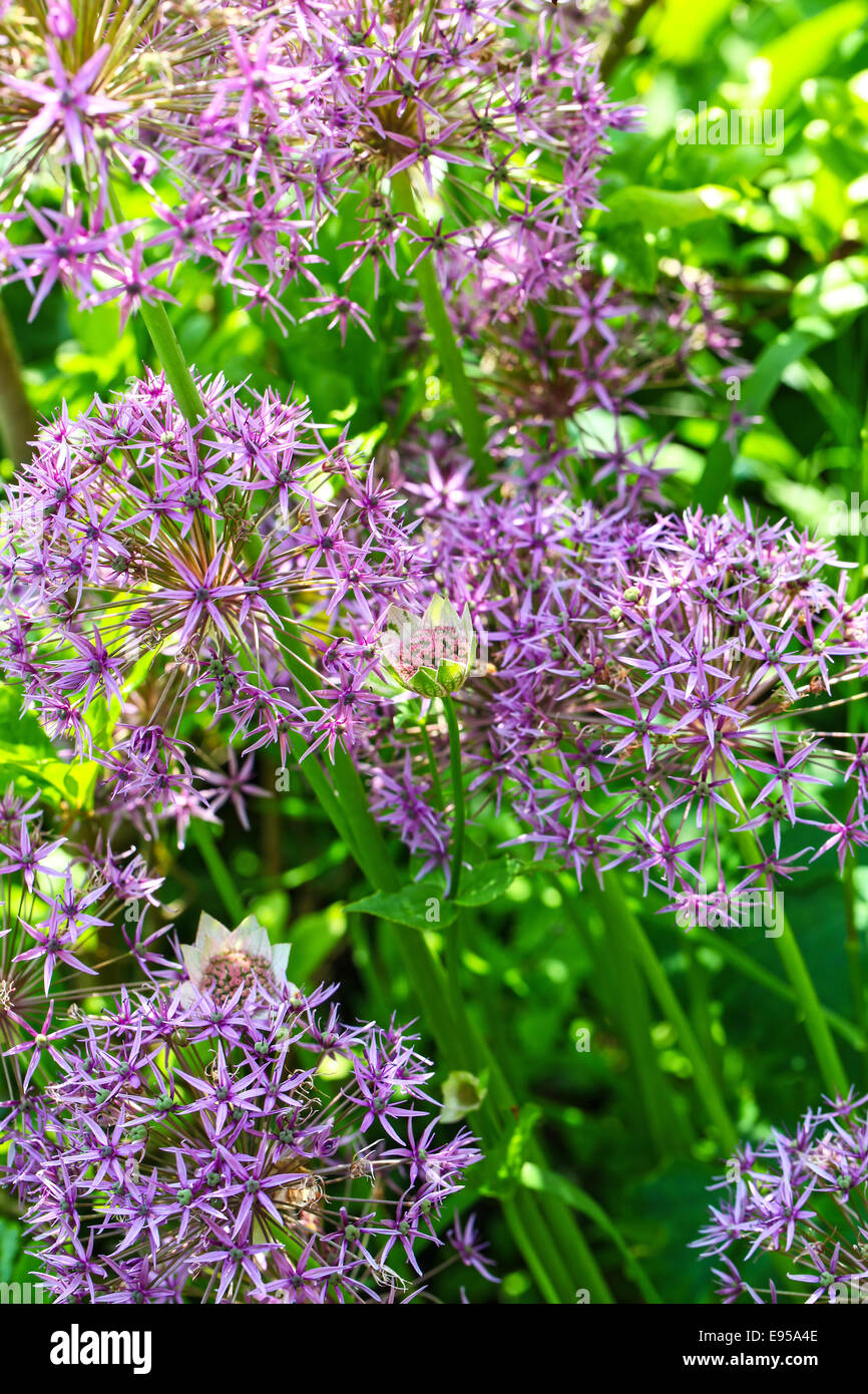 The purple and pink flowers of an Allium giganteum 'Globemaster' plant Stock Photo