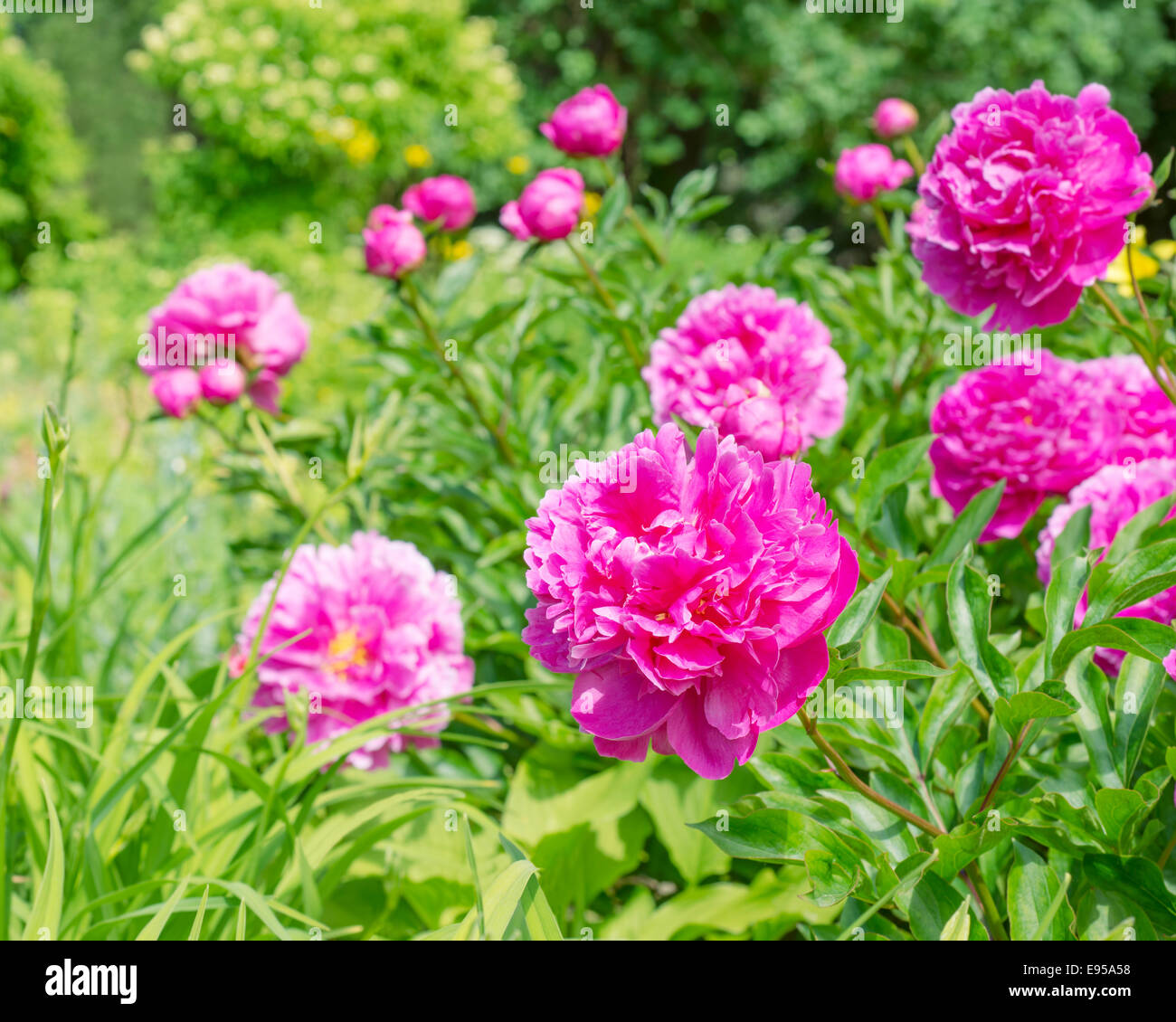 Bush of pink peonies in the garden Stock Photo - Alamy