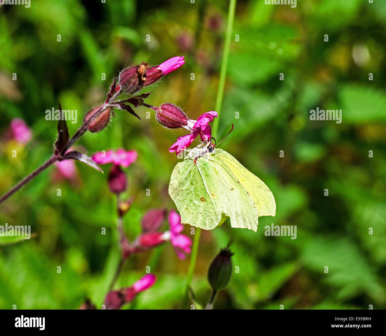 A Common Brimstone butterfly (Gonepteryx rhamni) England UK Stock Photo
