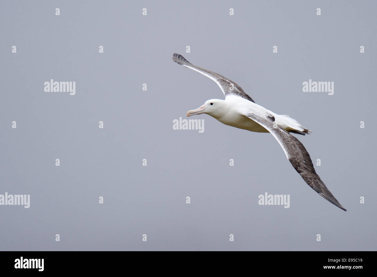 Southern Royal Albatross (Diomedea epomophora) flying, sub-antarctic Campbell island, New Zealand. Stock Photo