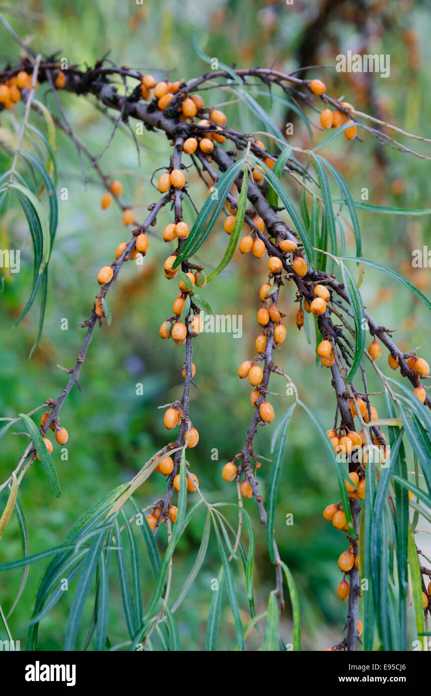 Berries on Hippophae rhamnoides ' Leikora' Stock Photo