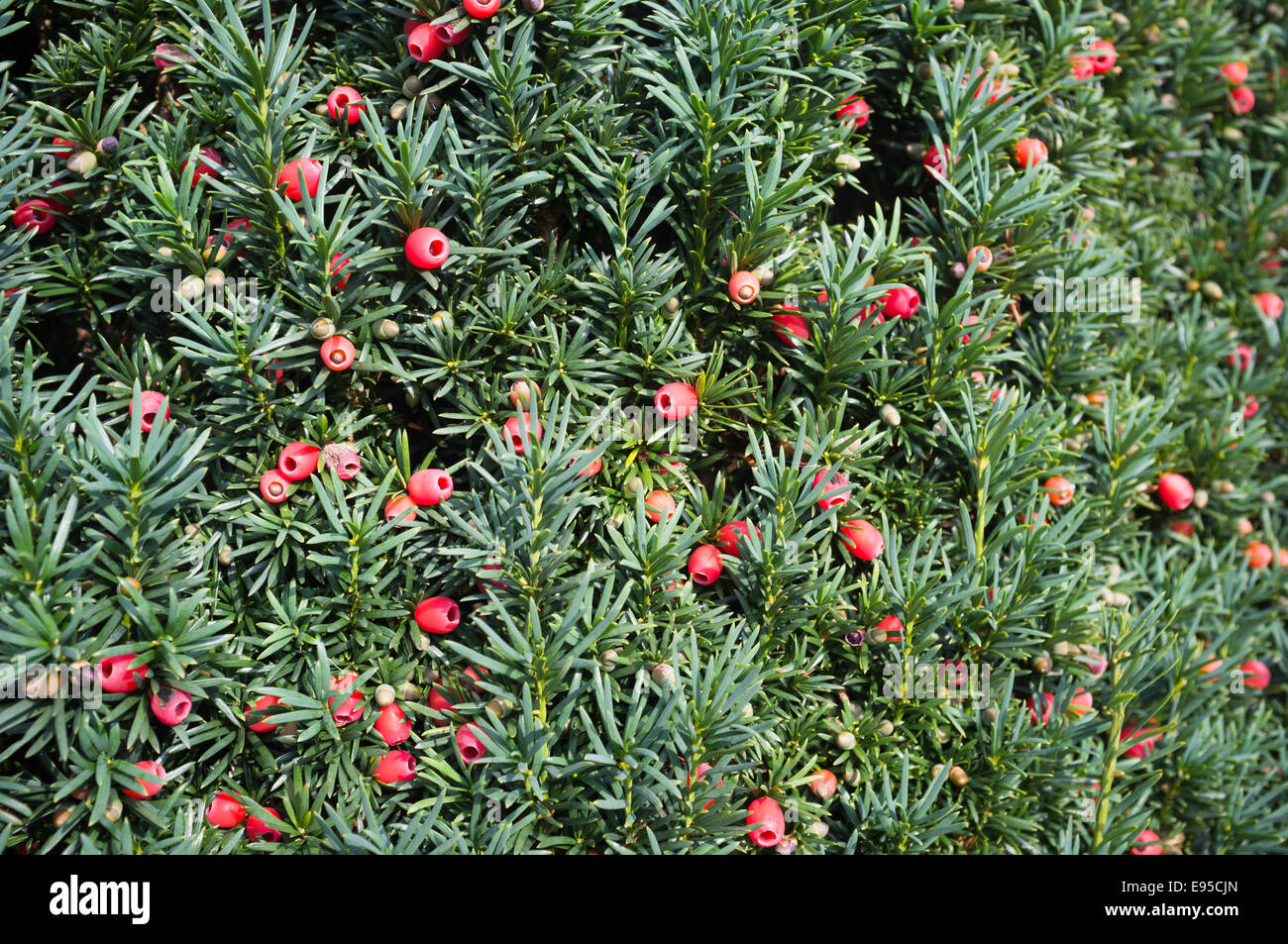 Taxus baccata 'fastigiata' Stock Photo