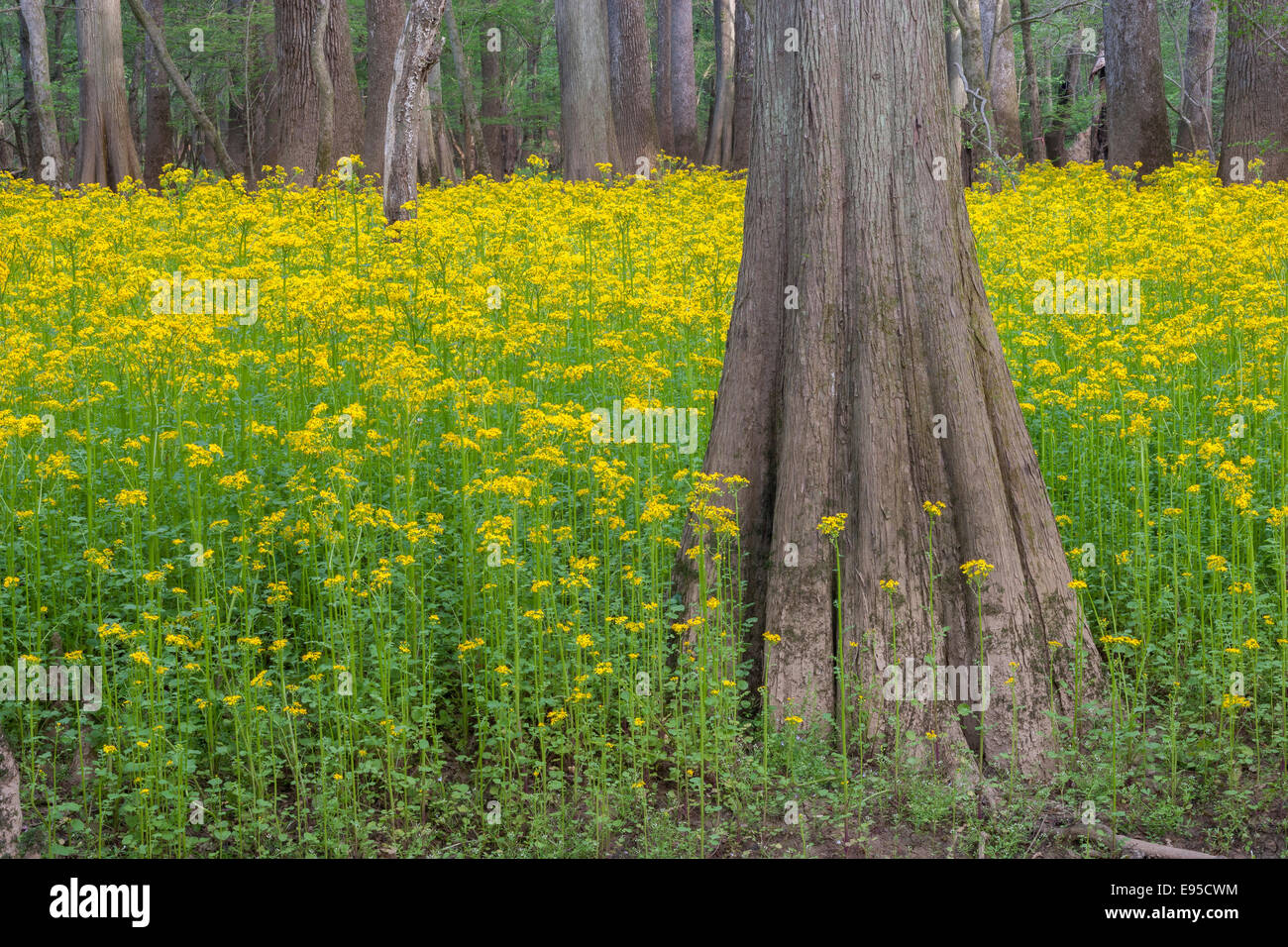 Bald Cypress and Water Tupelo trees among blooming Butterweed
