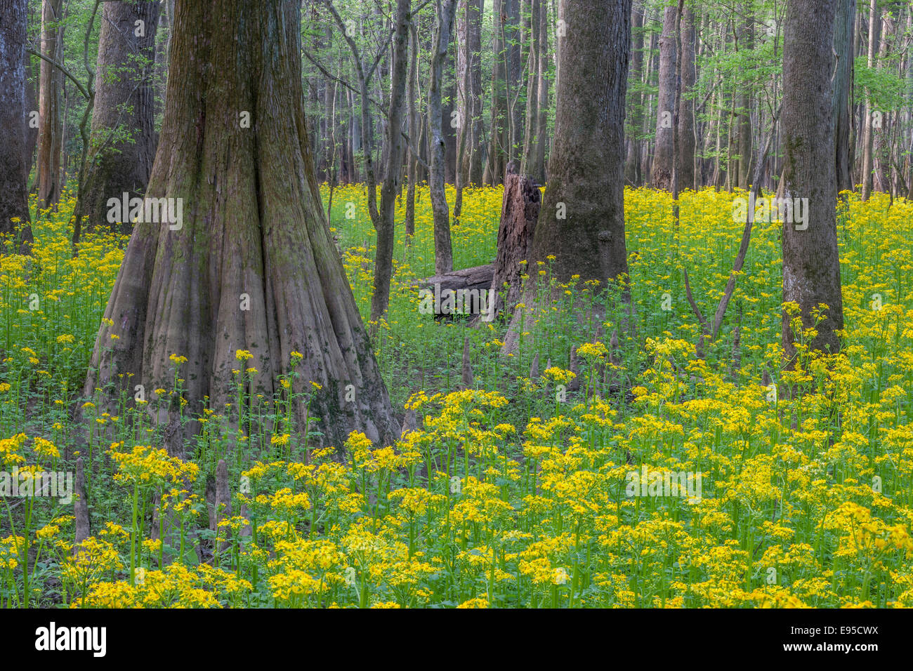 Bald Cypress and Water Tupelo trees among blooming Butterweed