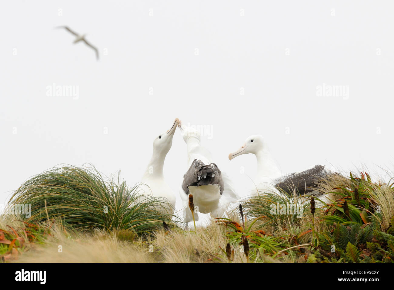 Southern Royal Albatrosses (Diomedea epomophora) displaying at courtship in grass, sub-antarctic Campbell island, New Zealand. Stock Photo