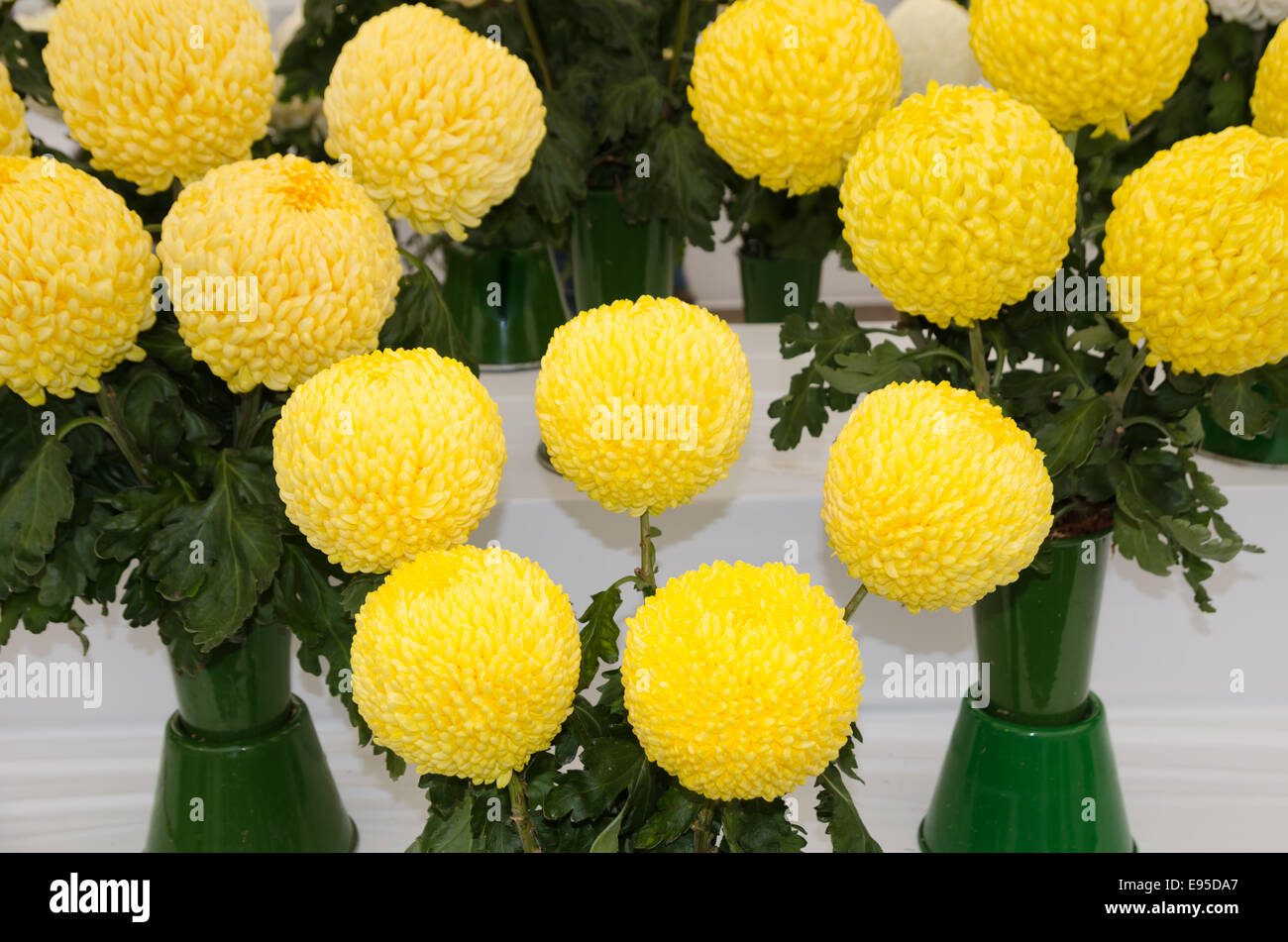 Yellow Chrysanthemums in exhibition vases Stock Photo Alamy