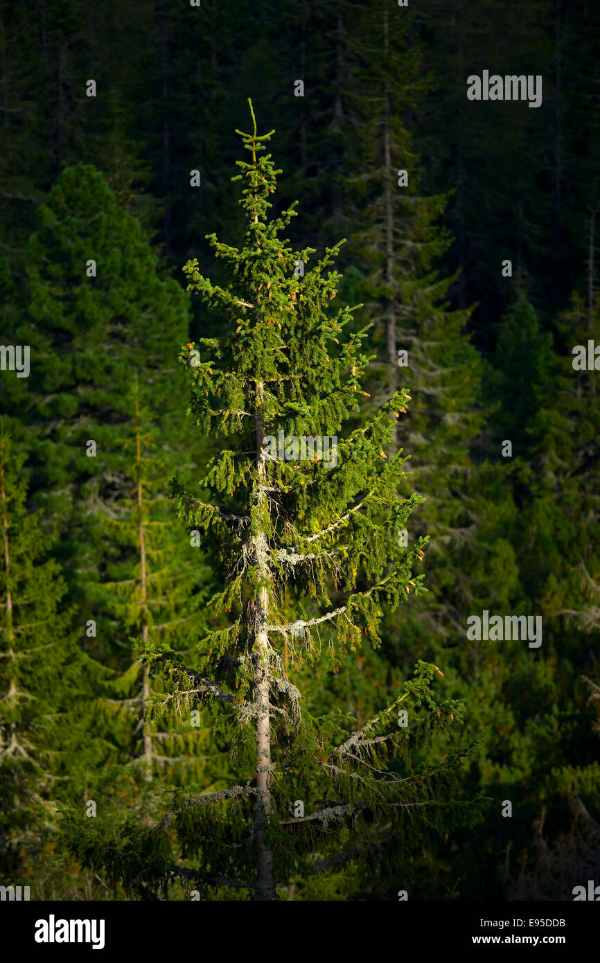 Dense pine green forest hi-res stock photography and images - Alamy