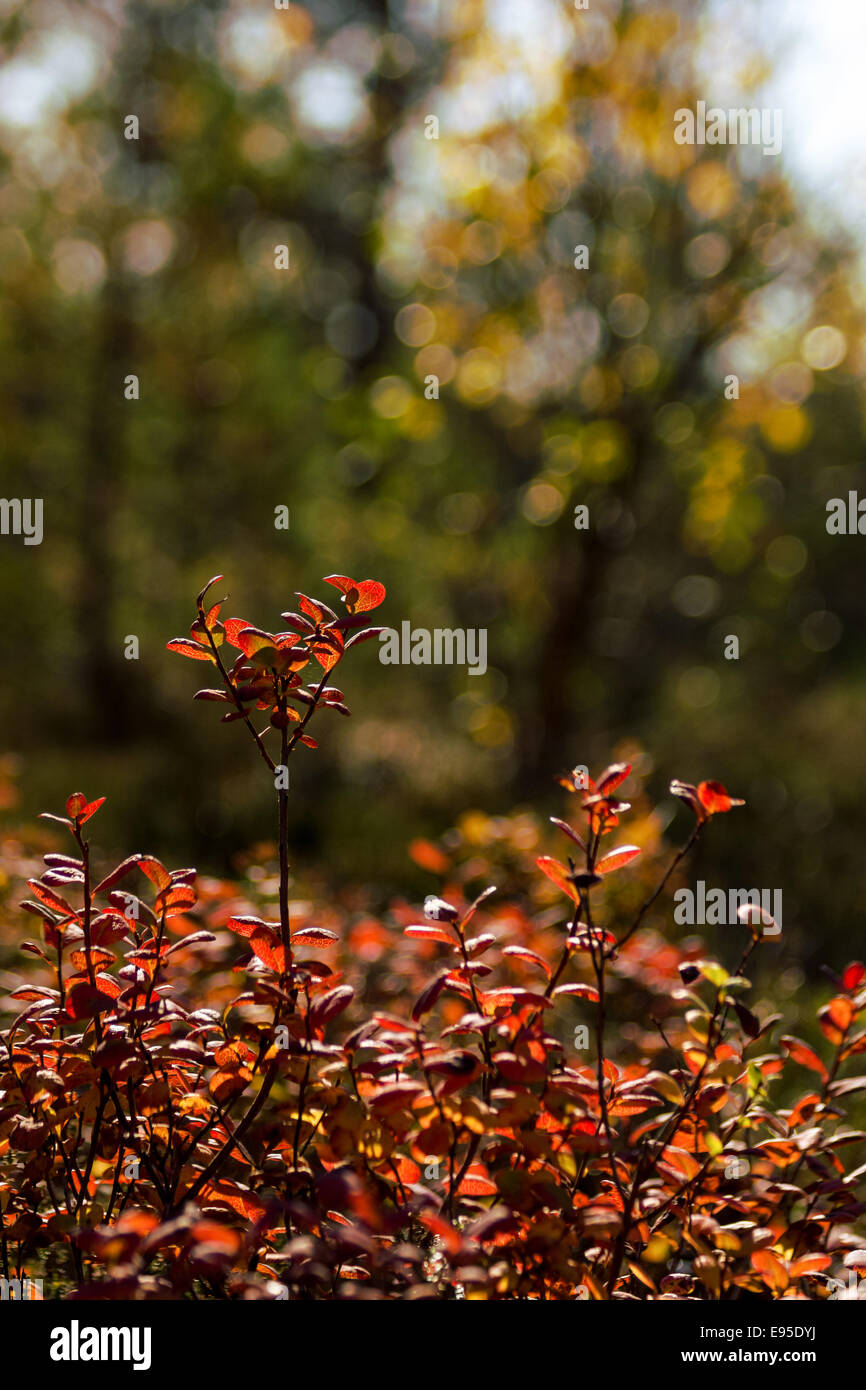 Lingonberry shrub in forest. Stock Photo
