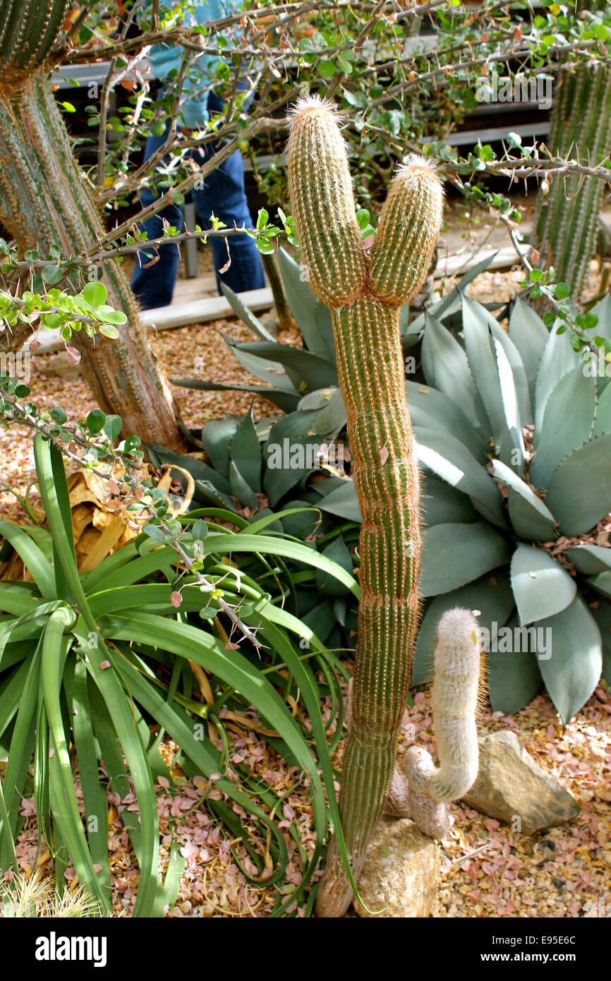 Peluche cactus -  France