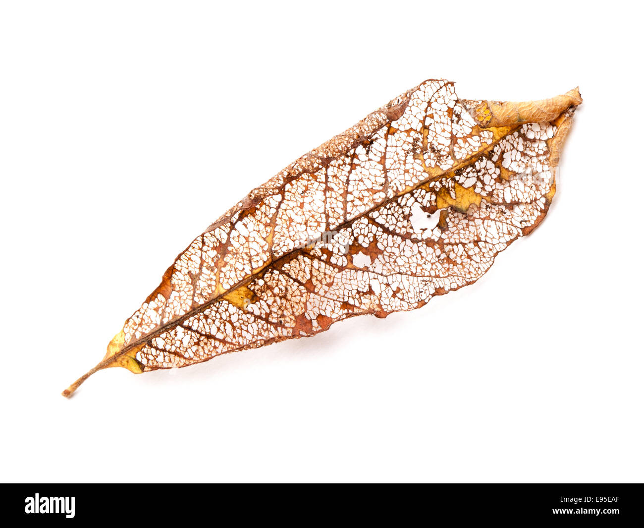 Dry orange autumnal leaf isolated on white background Stock Photo - Alamy