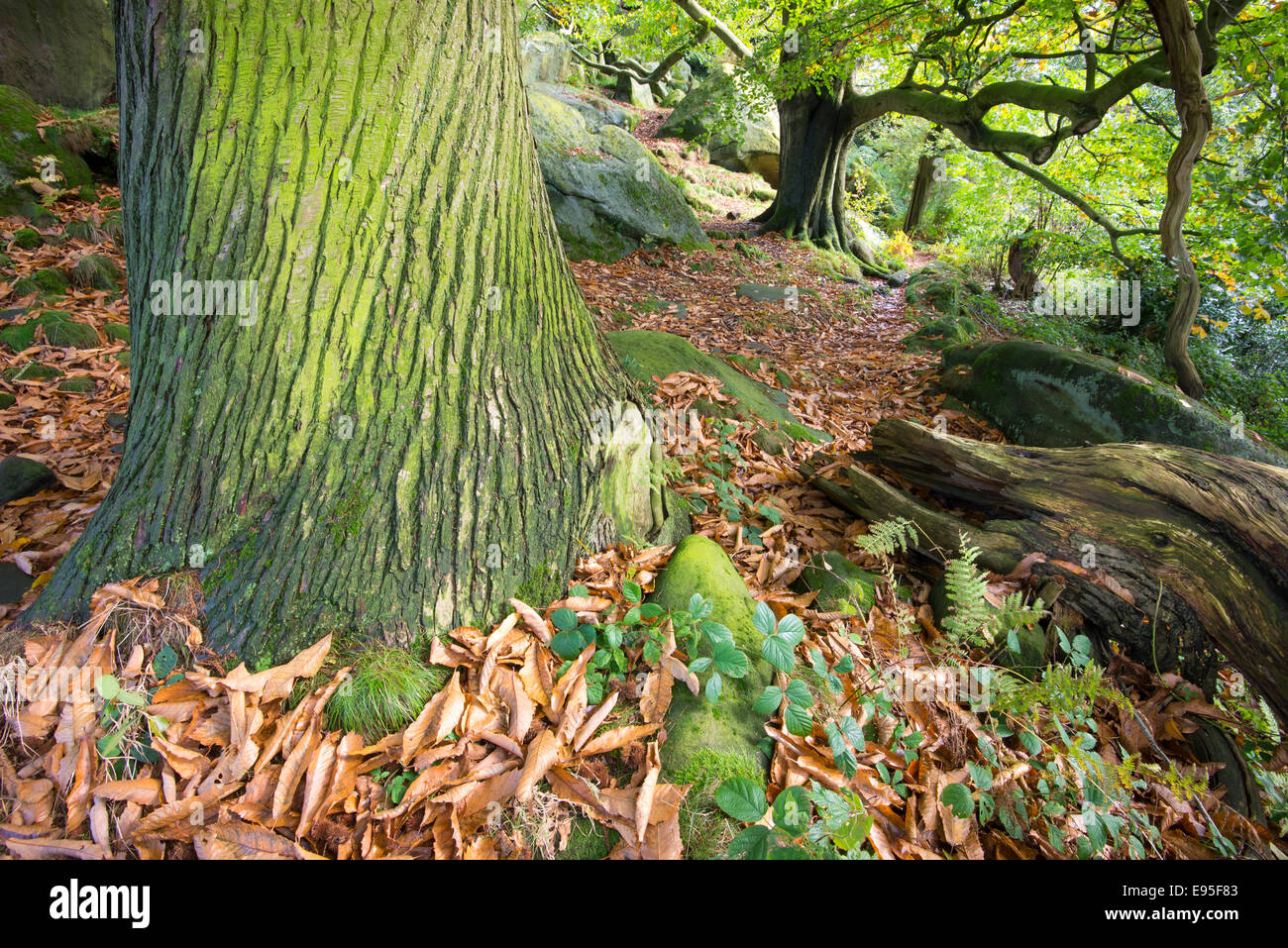 Tree trunk with textured bark. A mature Sweet Chestnut tree near Birchover in the Peak District in autumn. Stock Photo