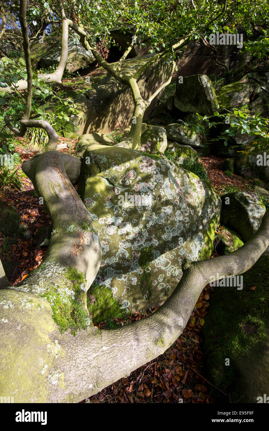 Low spreading branch of a mature Beech tree at Cratcliffe Tor in the Peak District, Derbyshire. Stock Photo