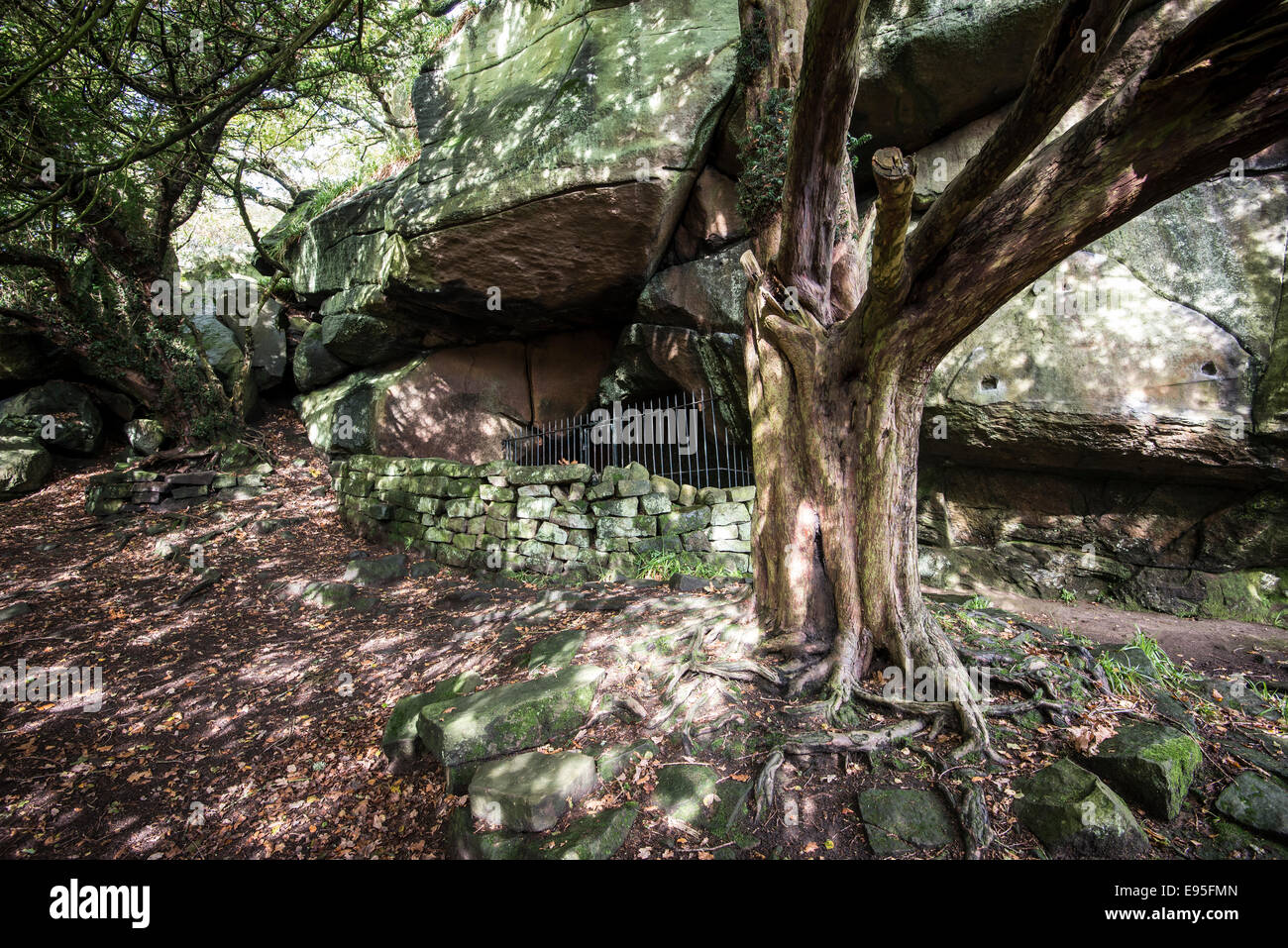 Hermits cave below Cratcliffe Tor in the Peak District. Yew tree in foreground. Stock Photo