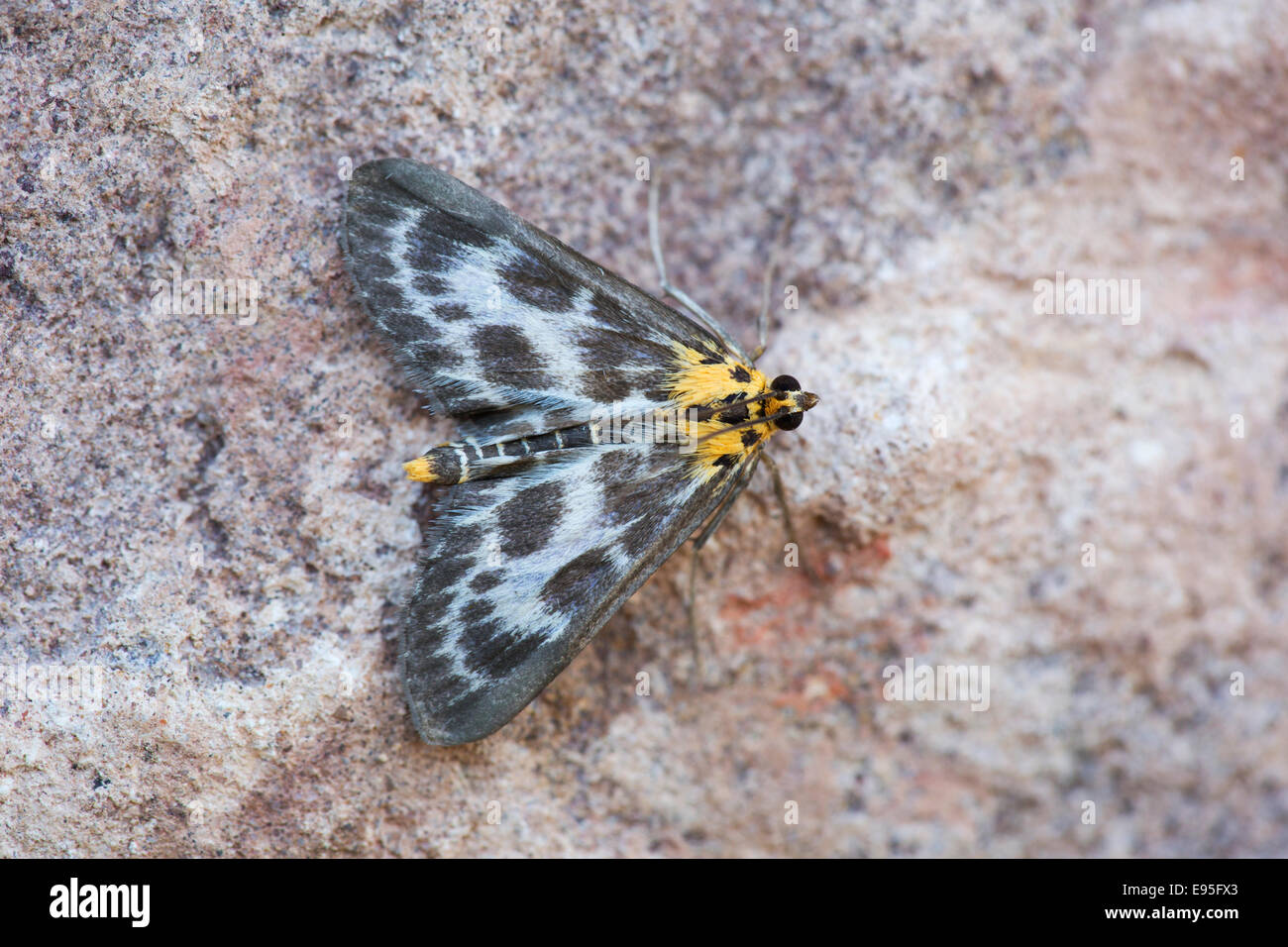 Small Magpie Moth Eurrhypara hortulata adult moth at rest on a stone wall Stock Photo