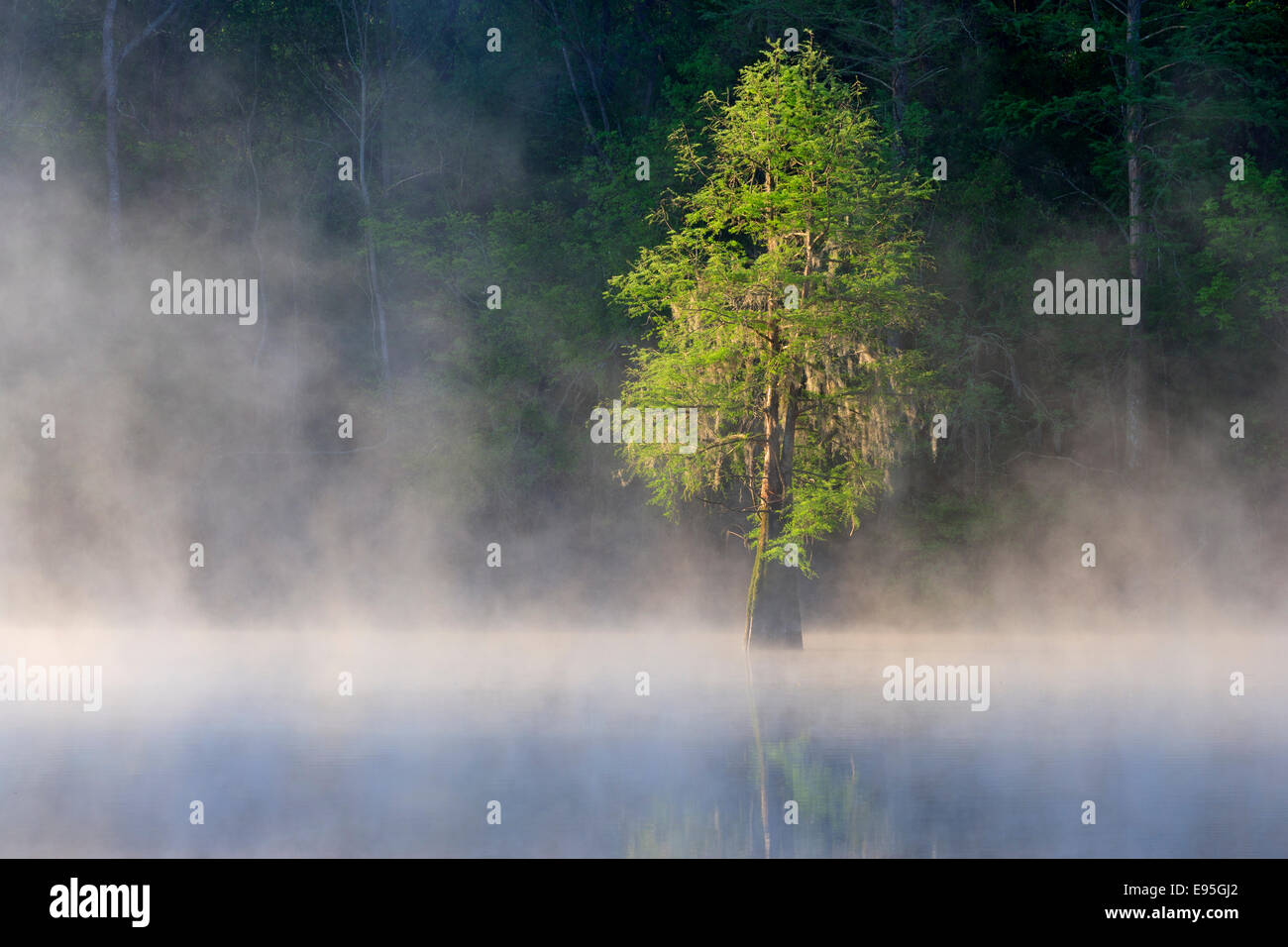 Bald Cypress draped with Spanish Moss on foggy morning. Bates Old River, Congaree National Park, South Carolina, spring. Stock Photo