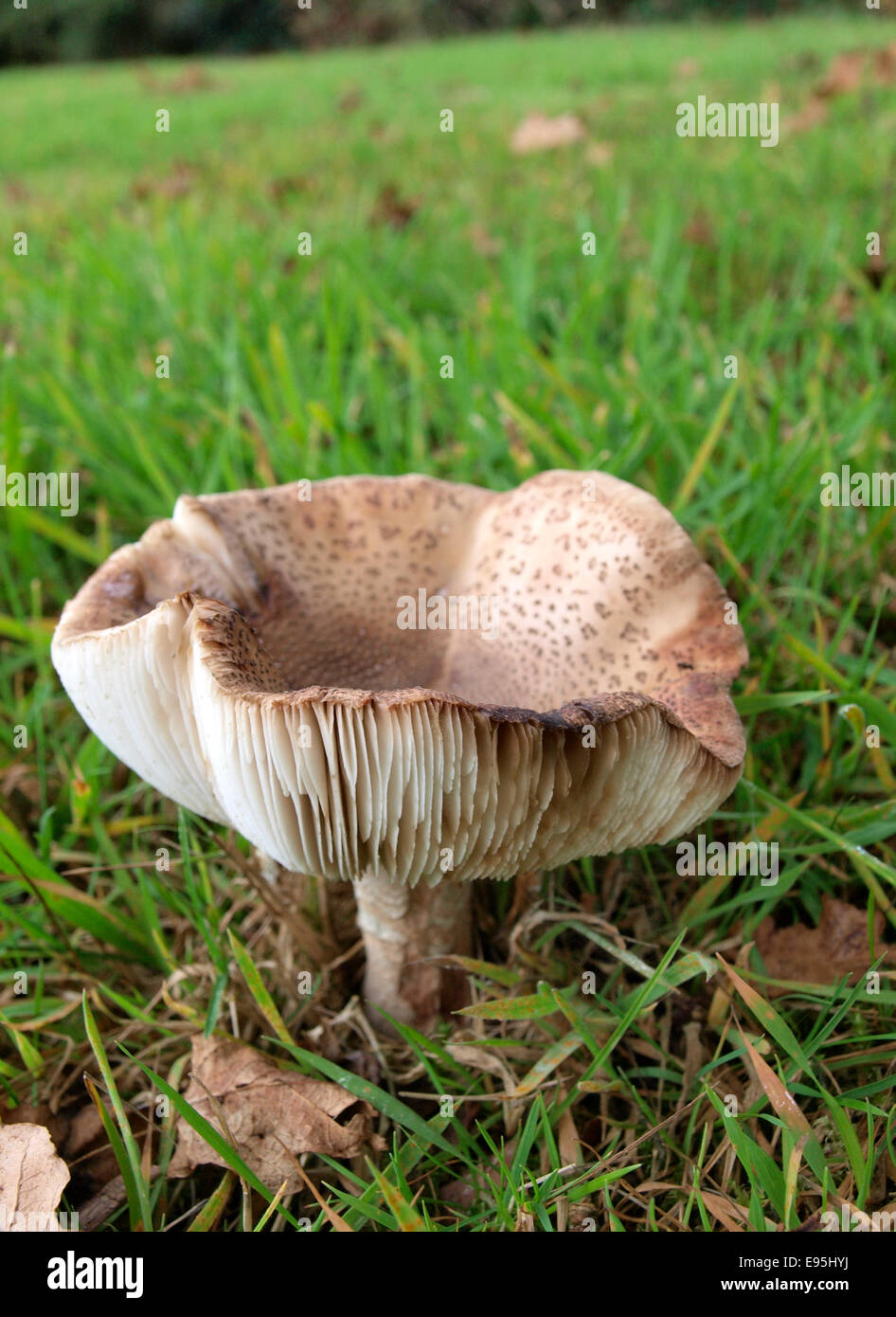 Amanita rubescens, blusher mushroom, Dorset, UK Stock Photo
