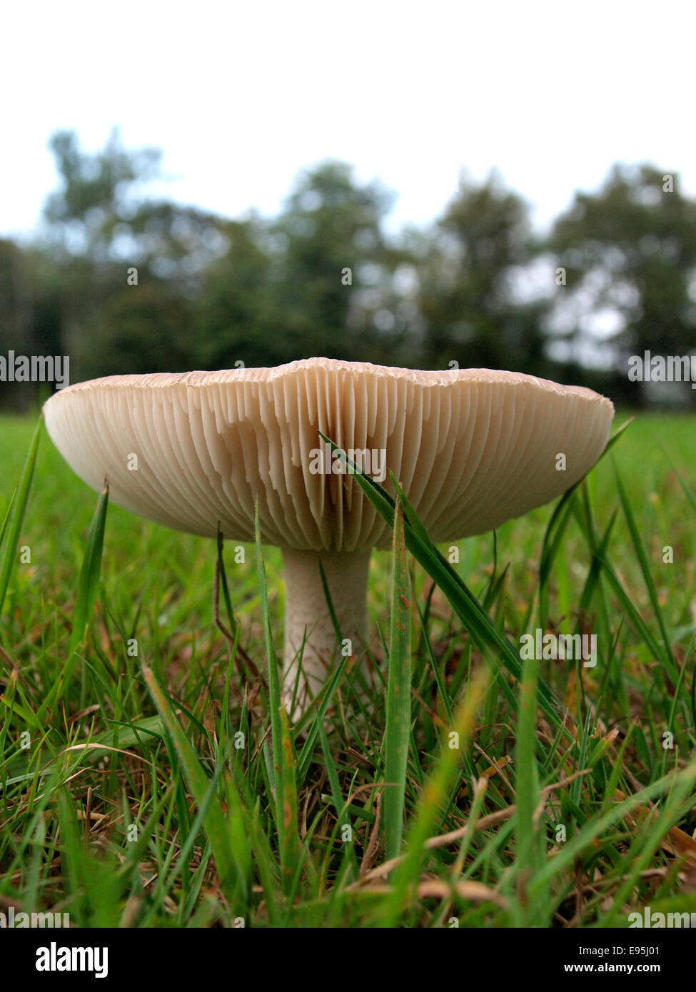 Amanita rubescens, blusher mushroom, Dorset, UK Stock Photo