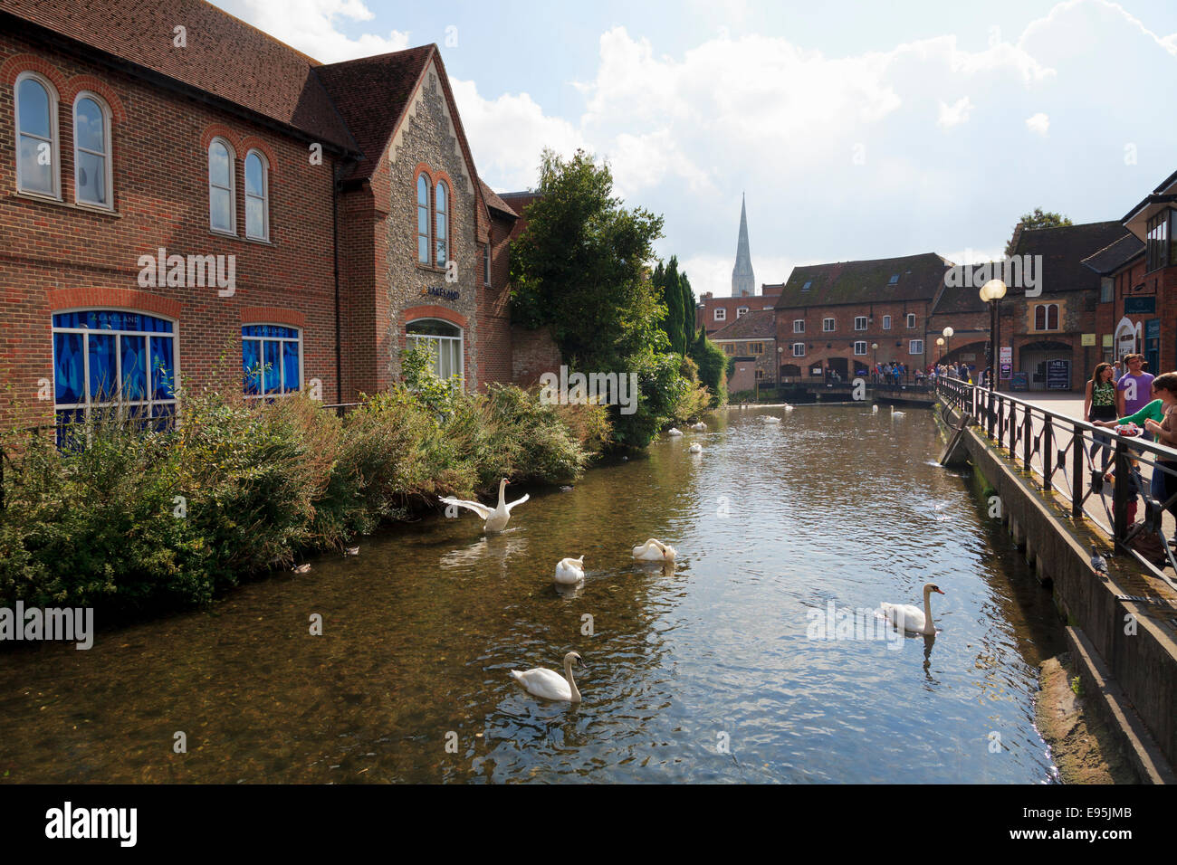 Swans on the River Avon running through The Maltings shopping Centre in Salisbury Stock Photo