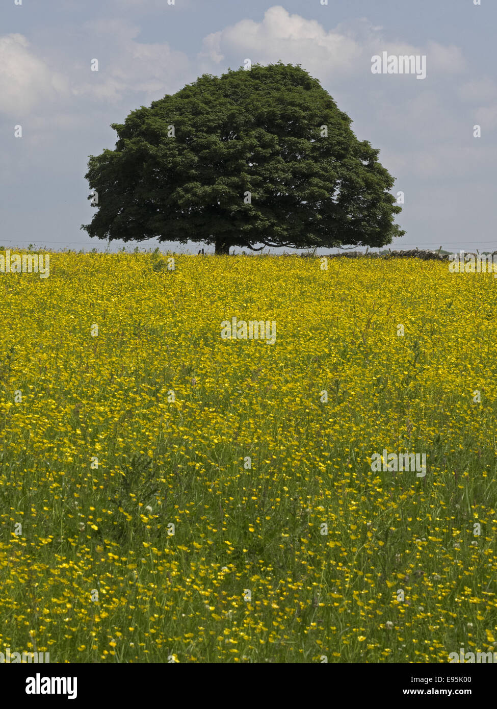 A field of yellow flowers and a single tree on the White Peak plateau near Monyash in Derbyshire Stock Photo