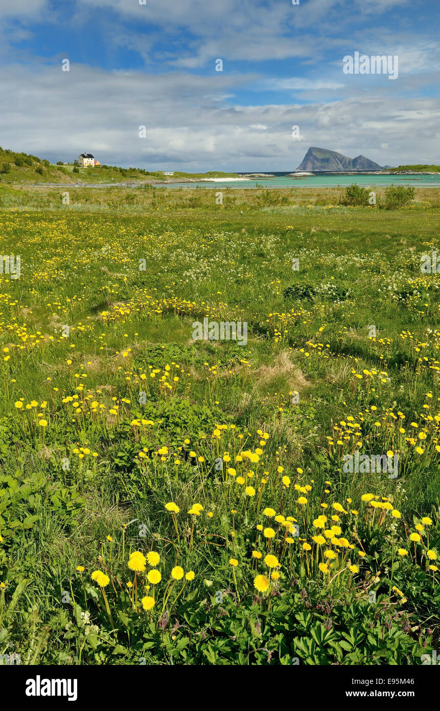 Field of wildflowers along the shore of Sommaroy Island, Norway. Stock Photo