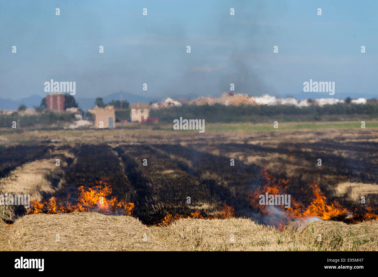 Burning of rice straw in the fields of Palmar. Valencia Spain Stock
