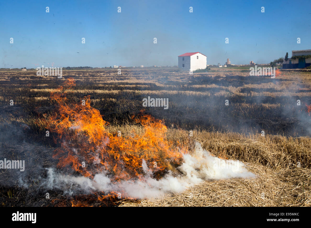 Burning of rice straw in the fields of Palmar. Valencia Spain Stock