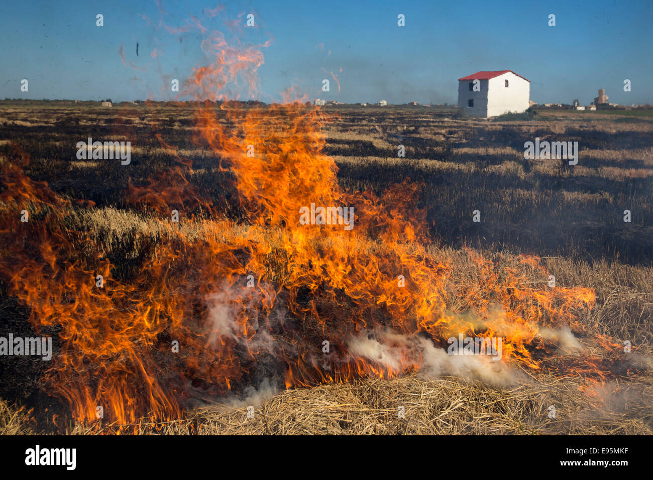 Burning of rice straw in the fields of Palmar. Valencia Spain Stock