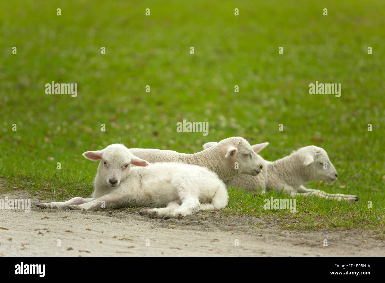 SPRING LAMBS MIDDLETON PLACE ASHLEY RIVER CHARLESTON SOUTH CAROLINA USA Stock Photo