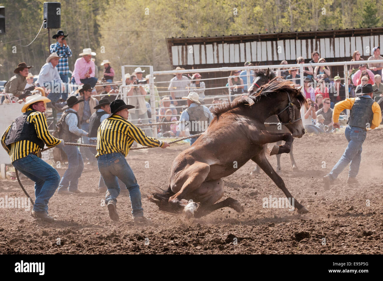 Wild horse roundup, Water Valley rodeo, Water Valley, Alberta, Canada