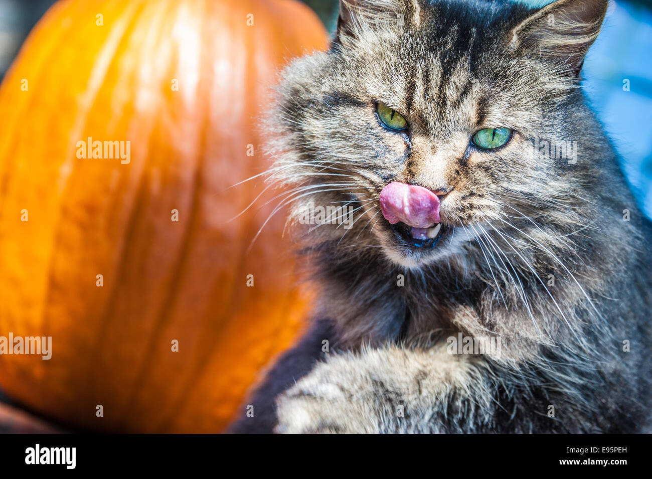 Sinister looking green-eyed cat licks her lips and stares intently from her perch in front of a sunlit pumpkin. Stock Photo