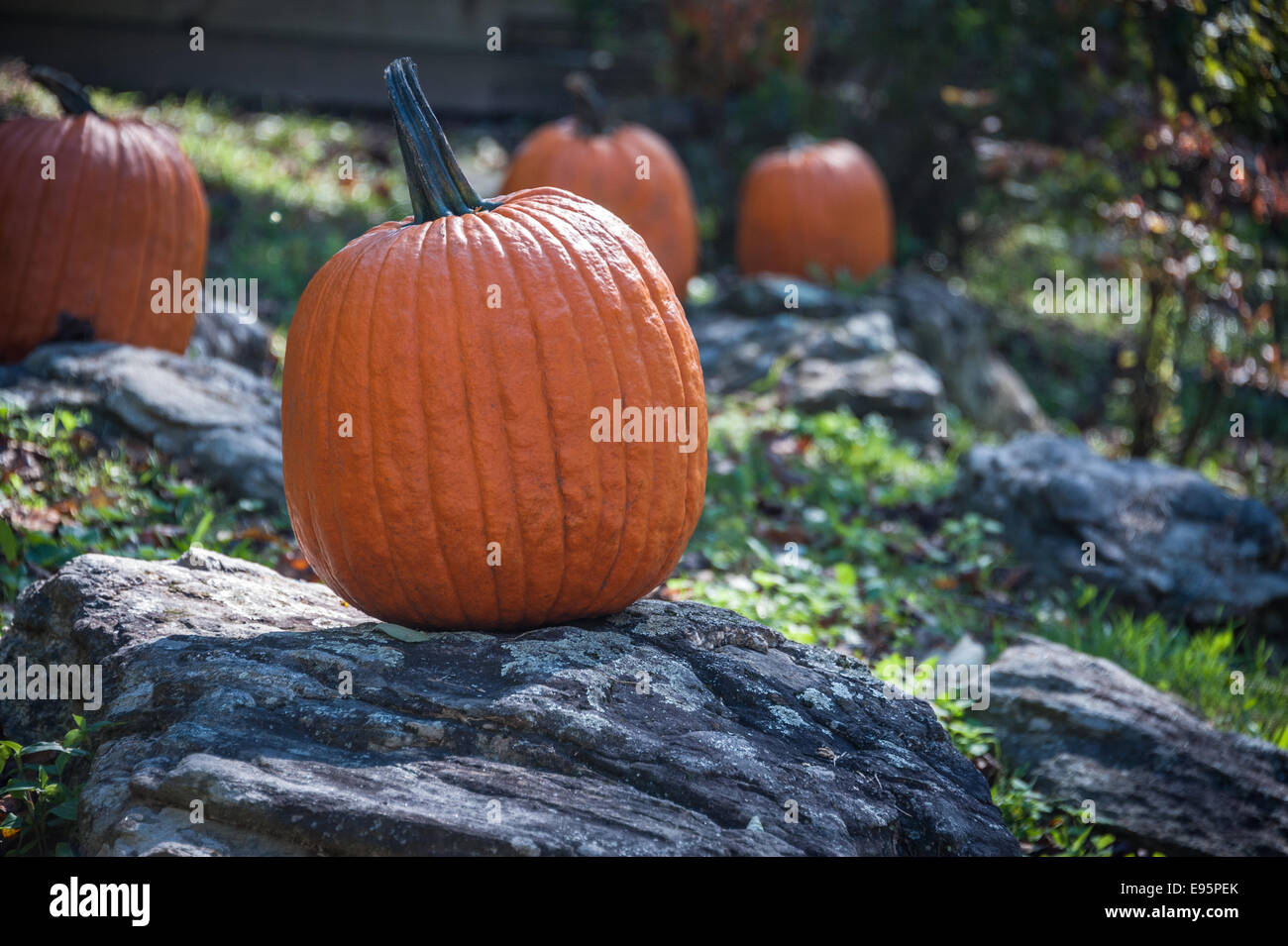 Autumn display of fresh pumpkins on a rocky slope at Neels Gap in the Blue Ridge Mountains of North Georgia. USA. Stock Photo