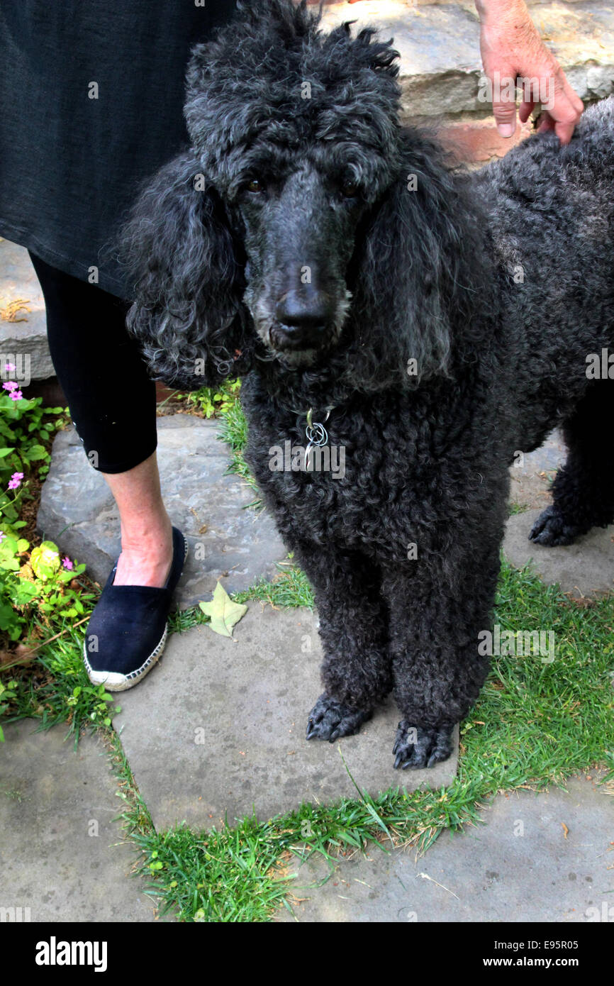 Lady with standard hi-res stock photography and images - Alamy