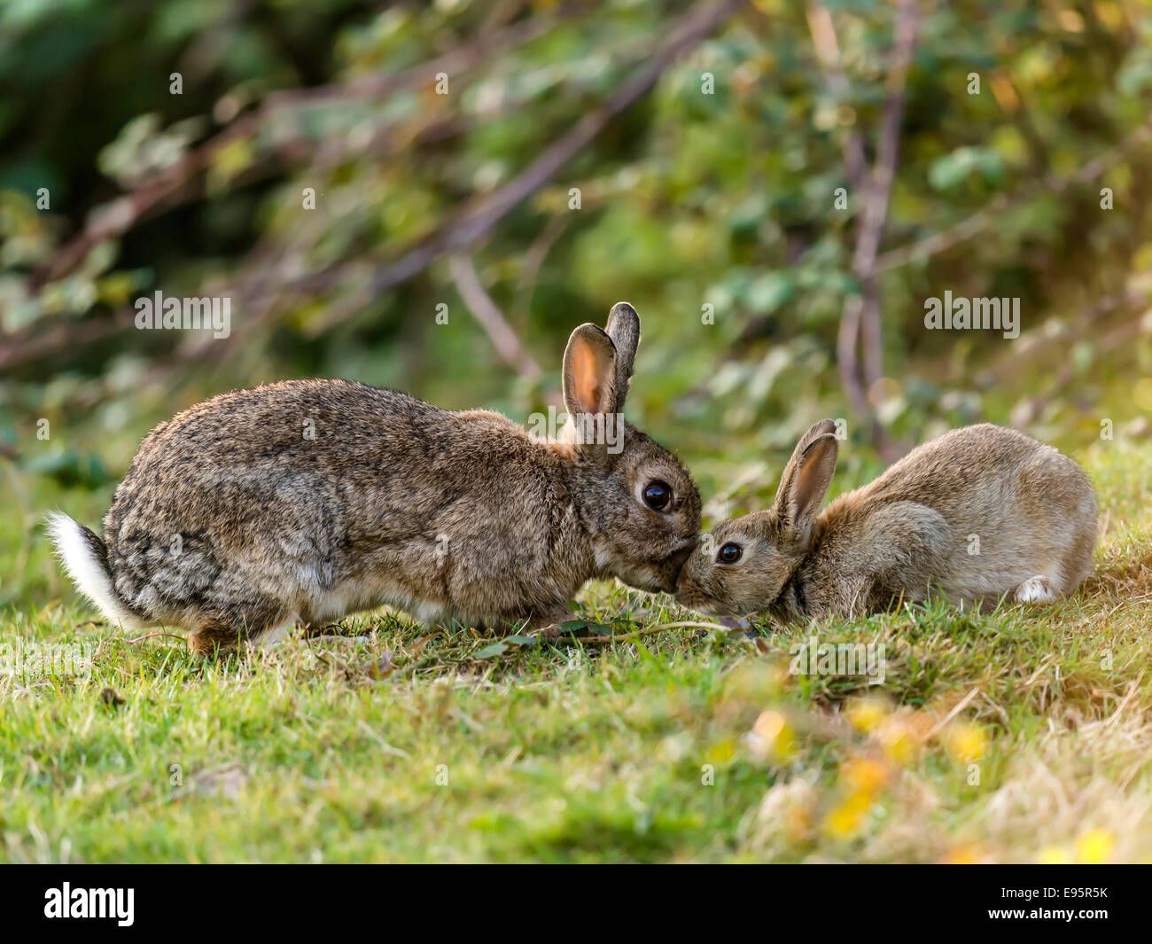 Baby Wild Rabbit Stock Photos & Baby Wild Rabbit Stock Images Alamy