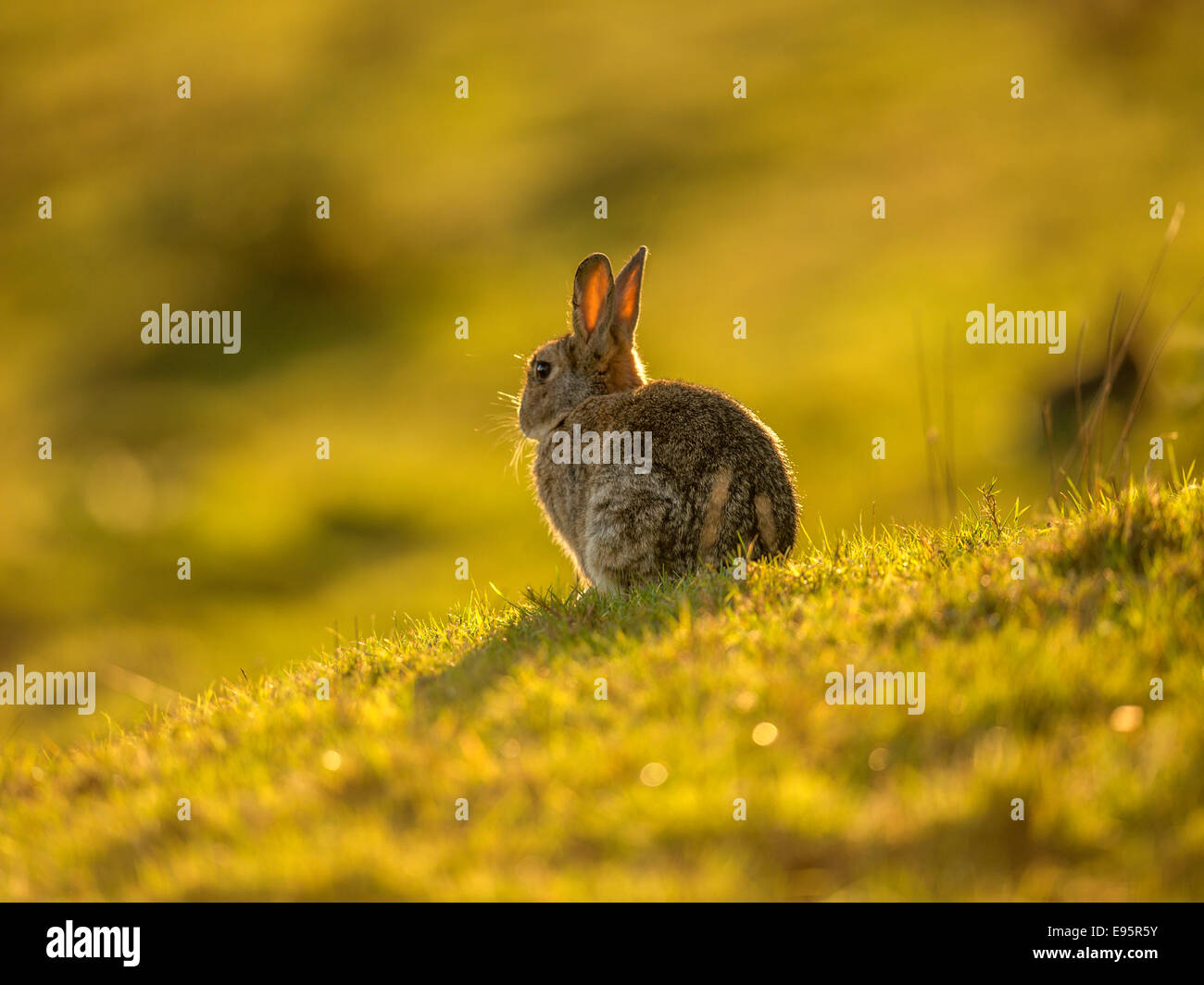 Wild Rabbit, a single female depicted sitting in an elevated position ...