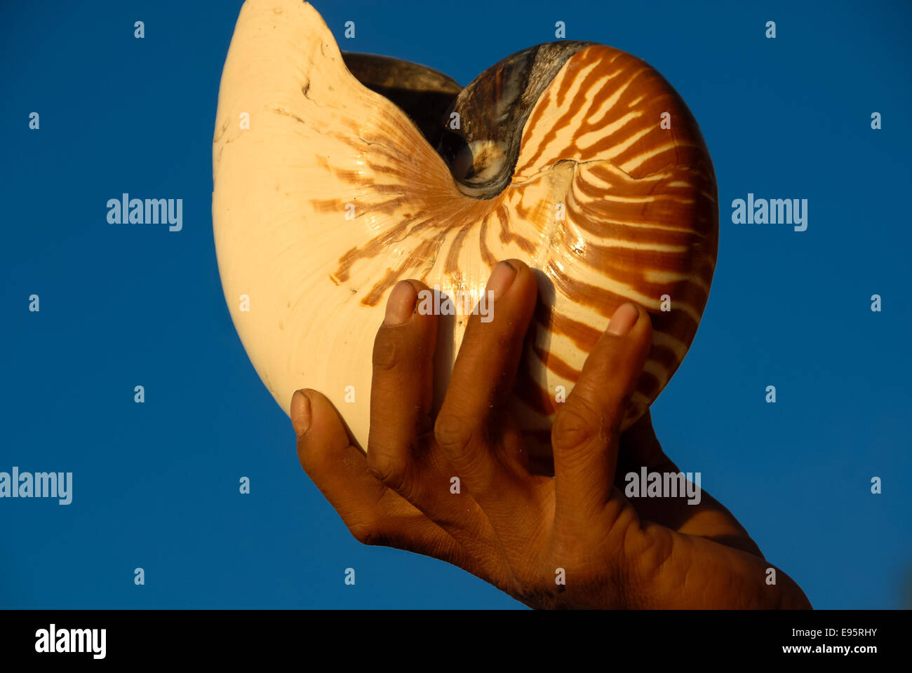 mollusc in hand against blue sky Stock Photo