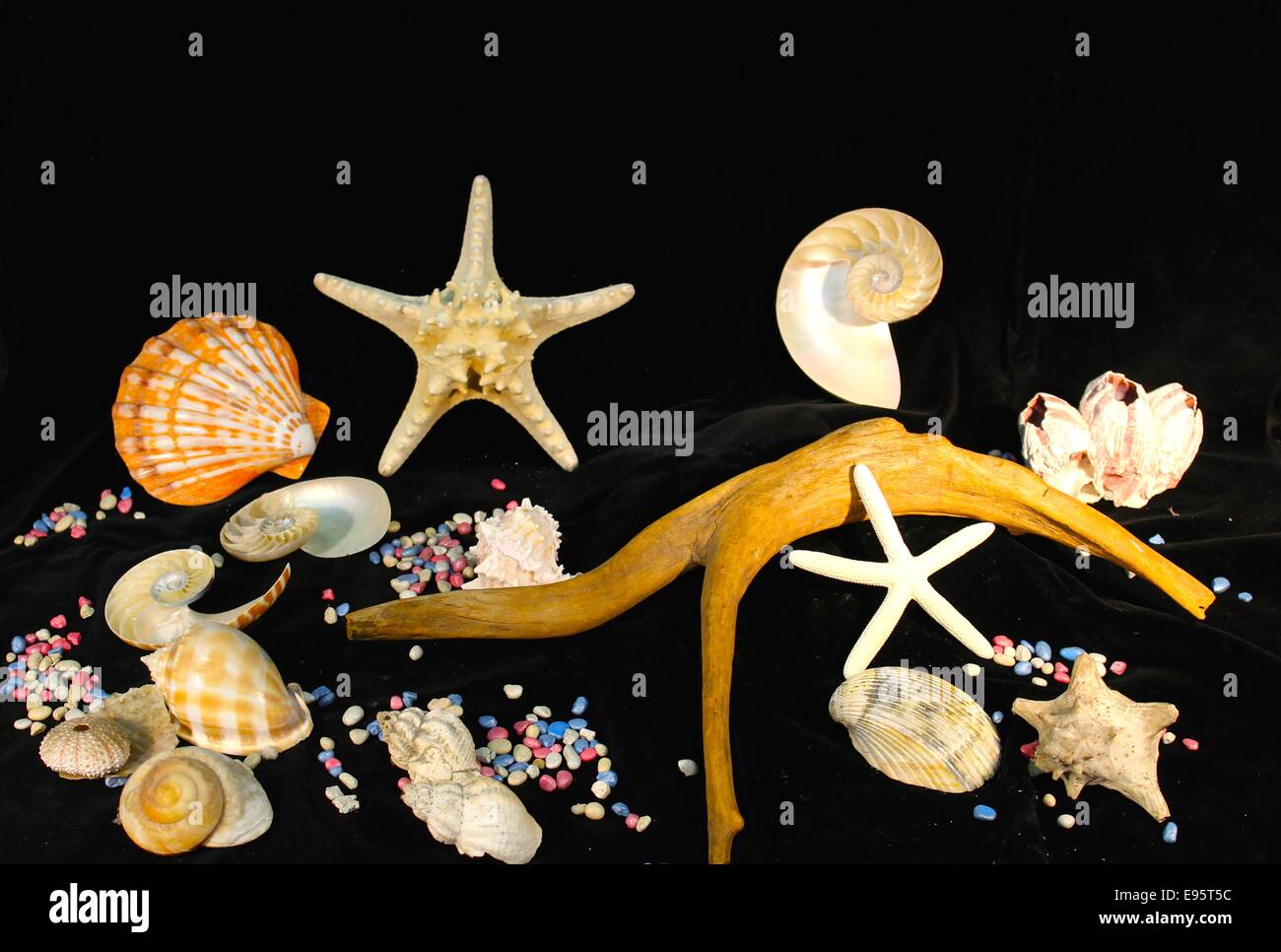 sea shells by the seashore Stock Photo